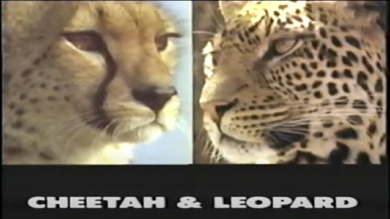 Backdrop for Predators of the Wild: Cheetah and Leopard