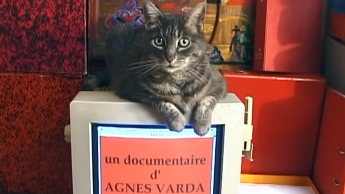 Backdrop for Tribute to Zgougou the Cat