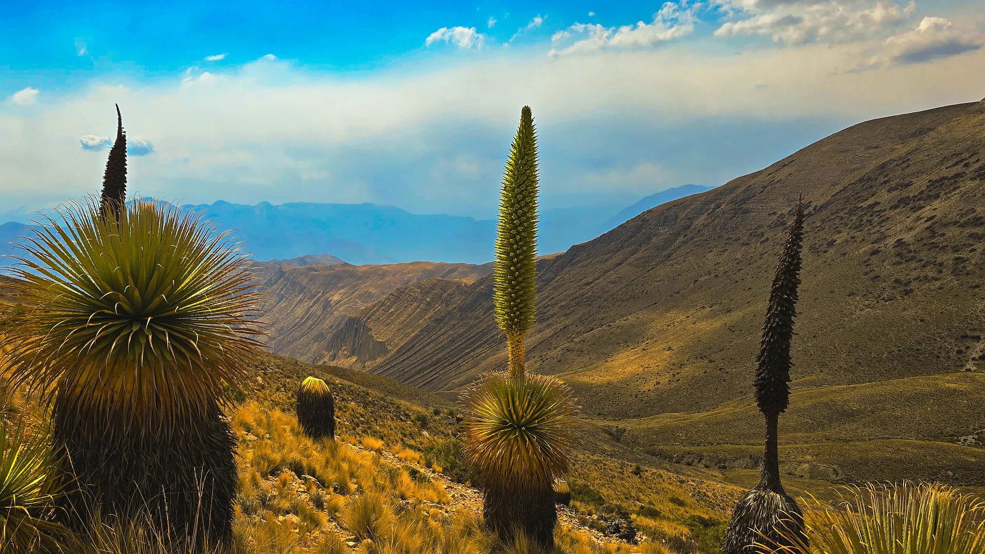 Backdrop for Oasen: Inseln des Lebens