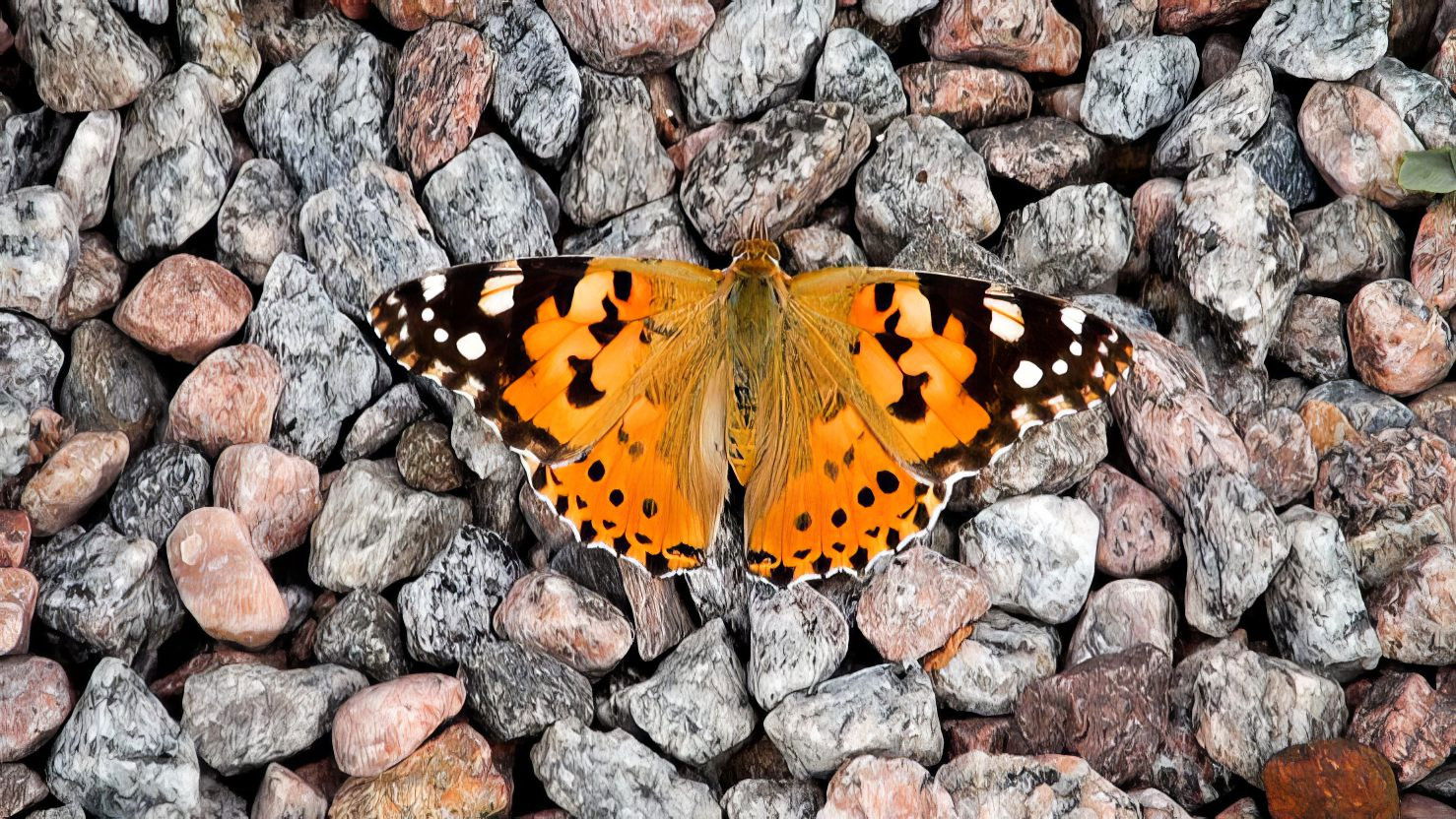 Backdrop for Decency