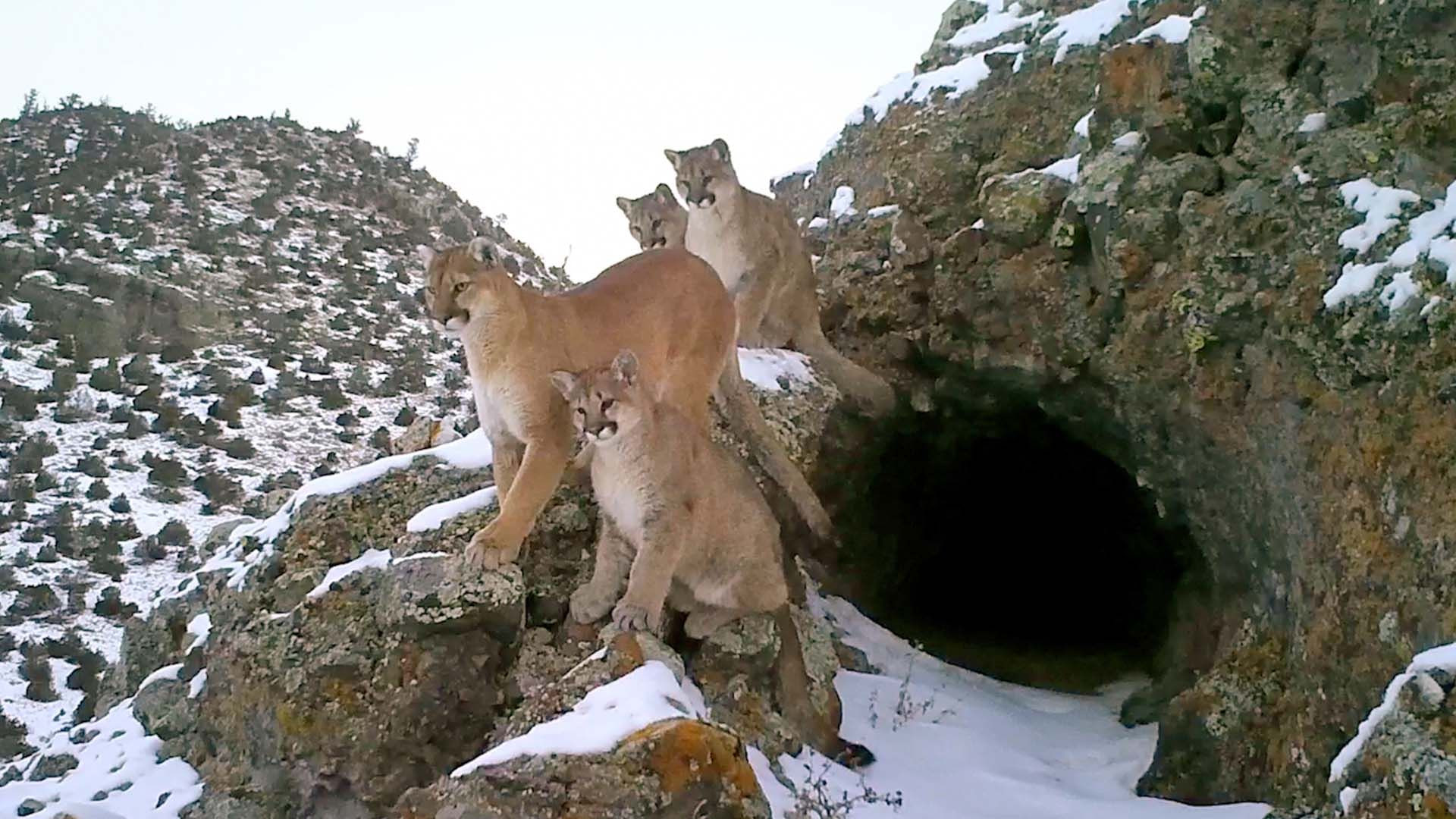 Backdrop for Ninja of the Rockies