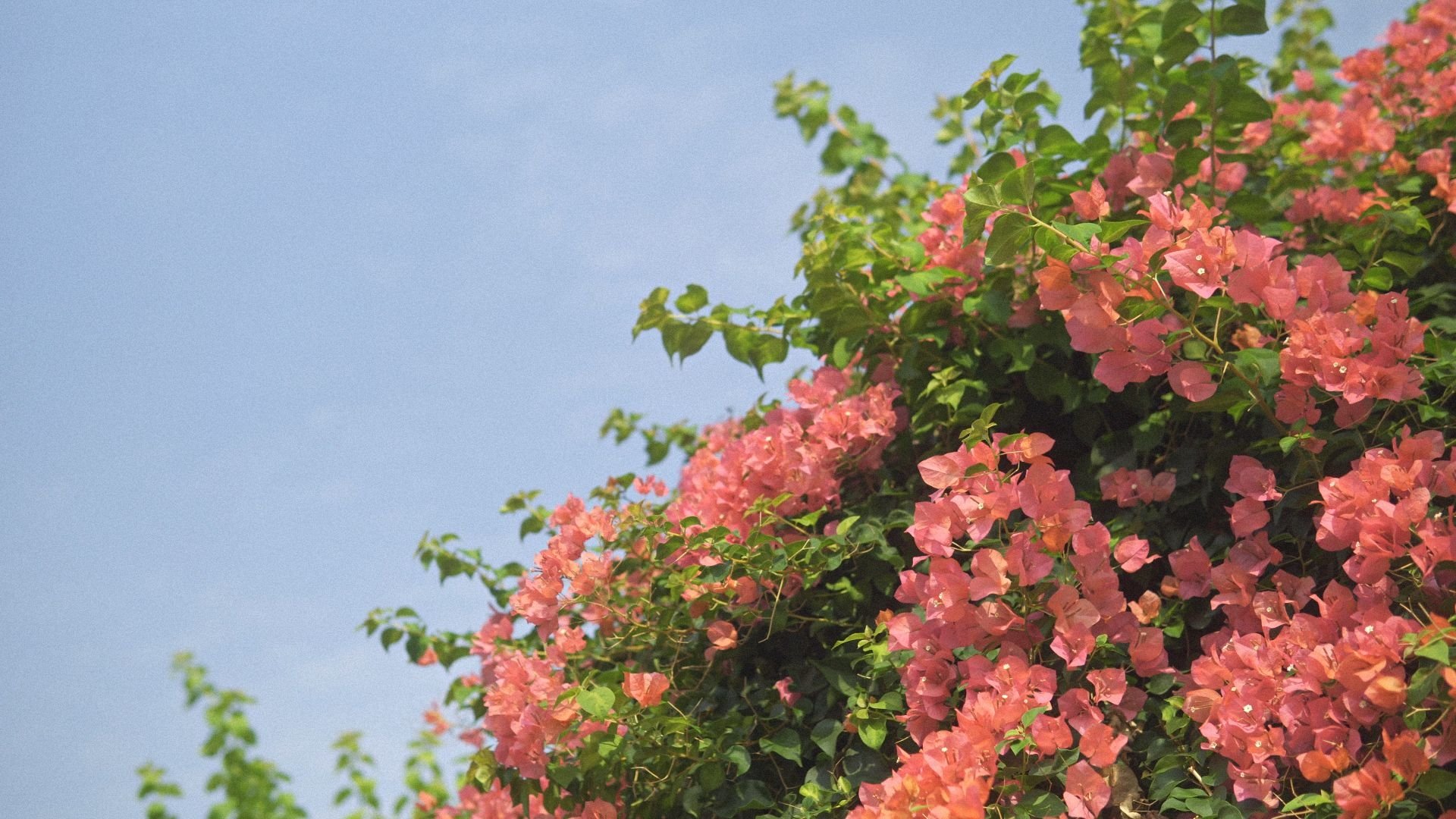 Backdrop for Pink&Pastel