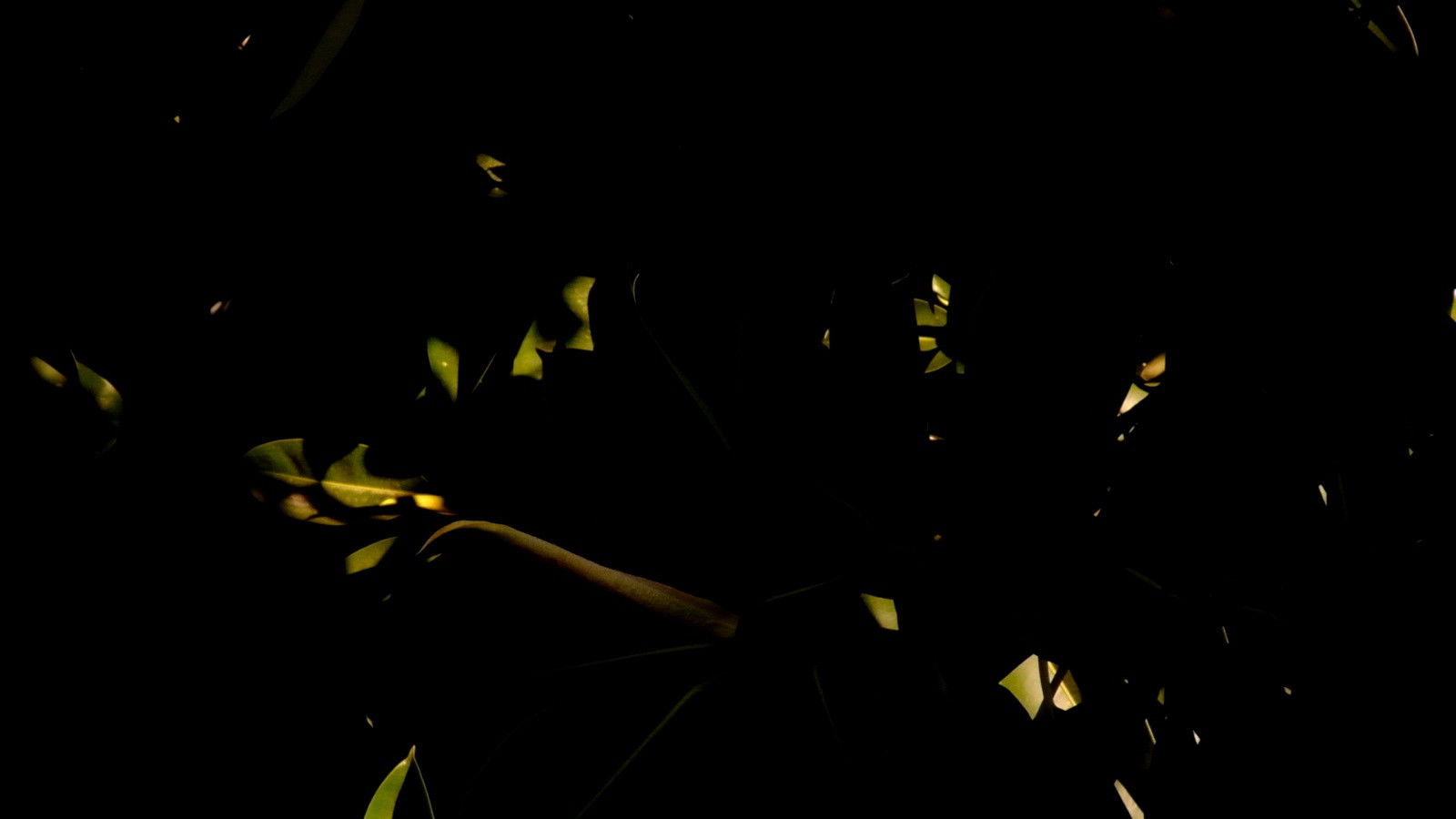 Backdrop for Perception