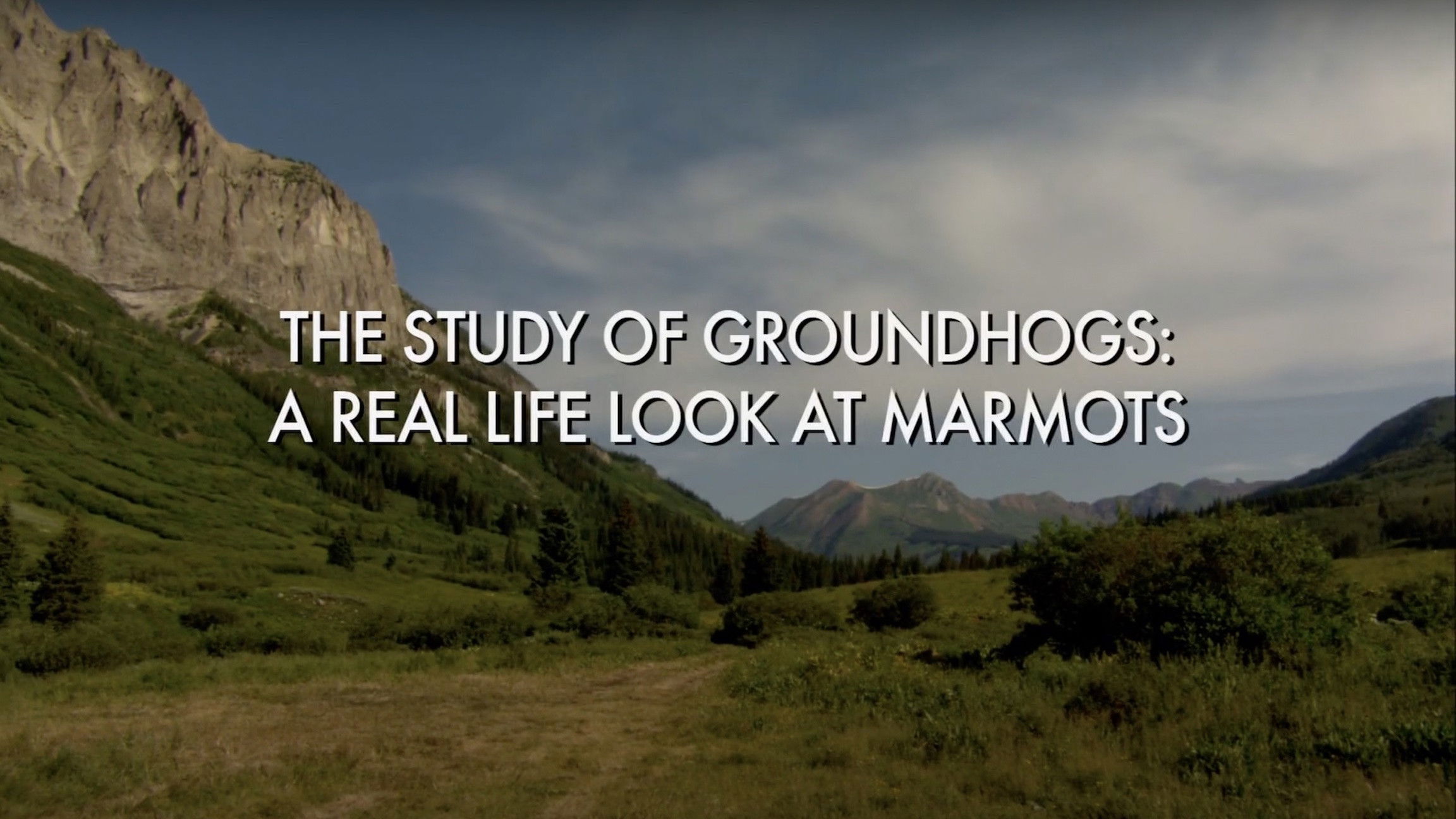 Backdrop for The Study Of Groundhogs: A Real Life Look At Marmots