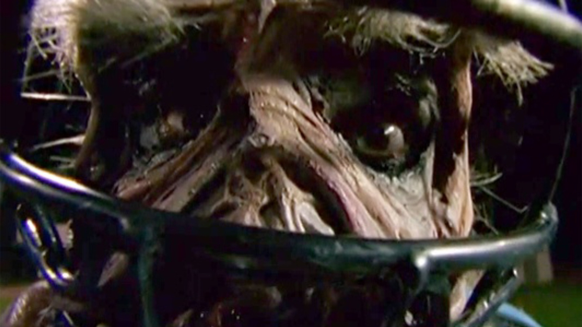 Backdrop for Goosebumps: Chillogy