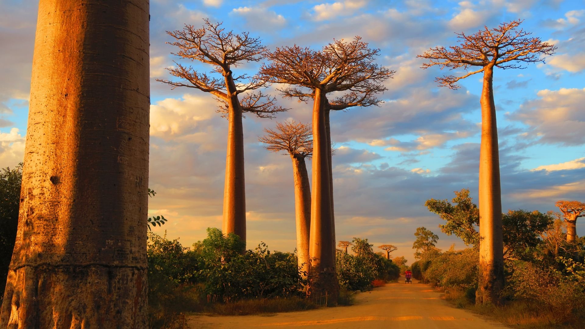 Backdrop for Madagascar, l'île sauvage
