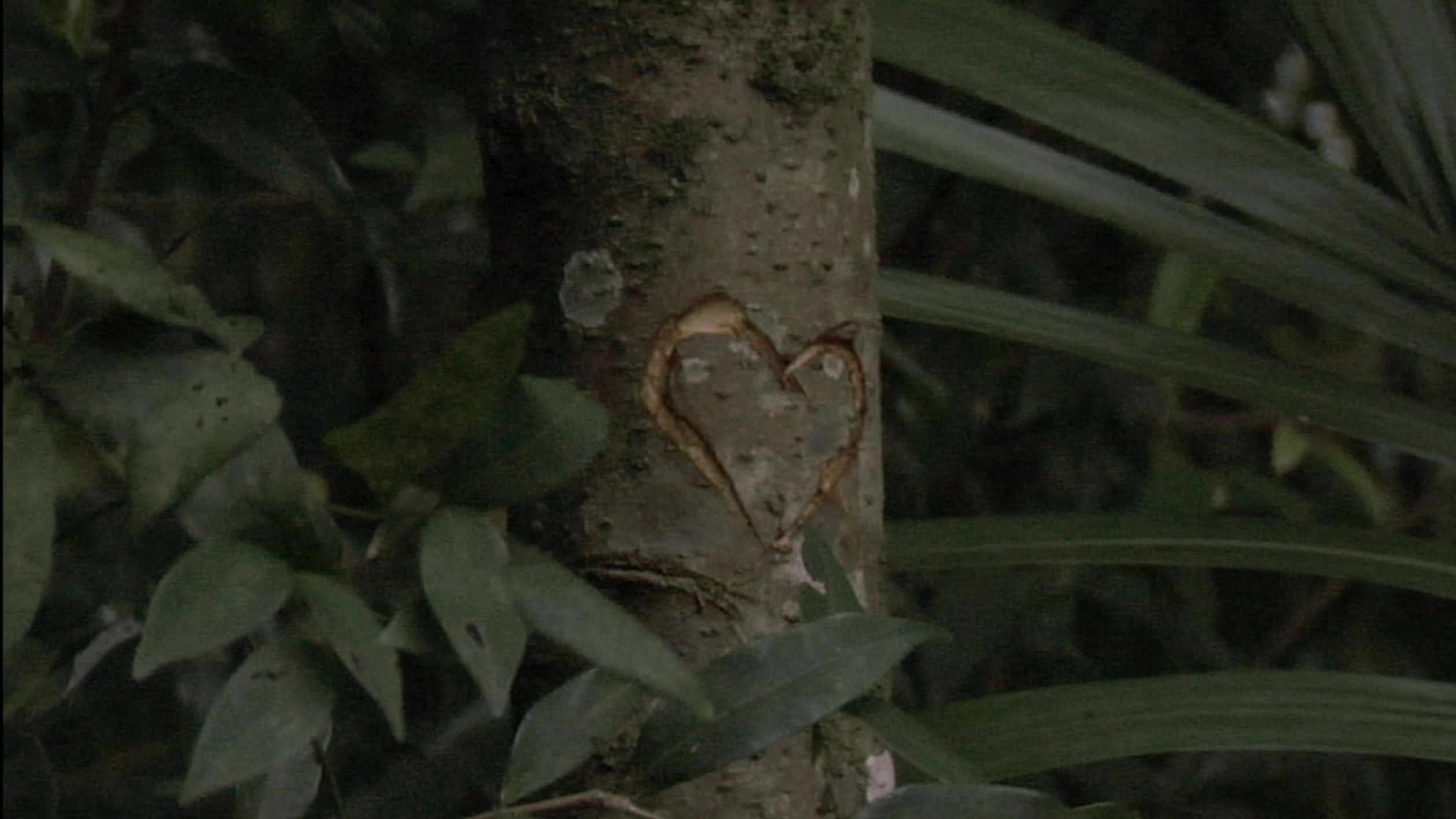 Backdrop for Sofia Was