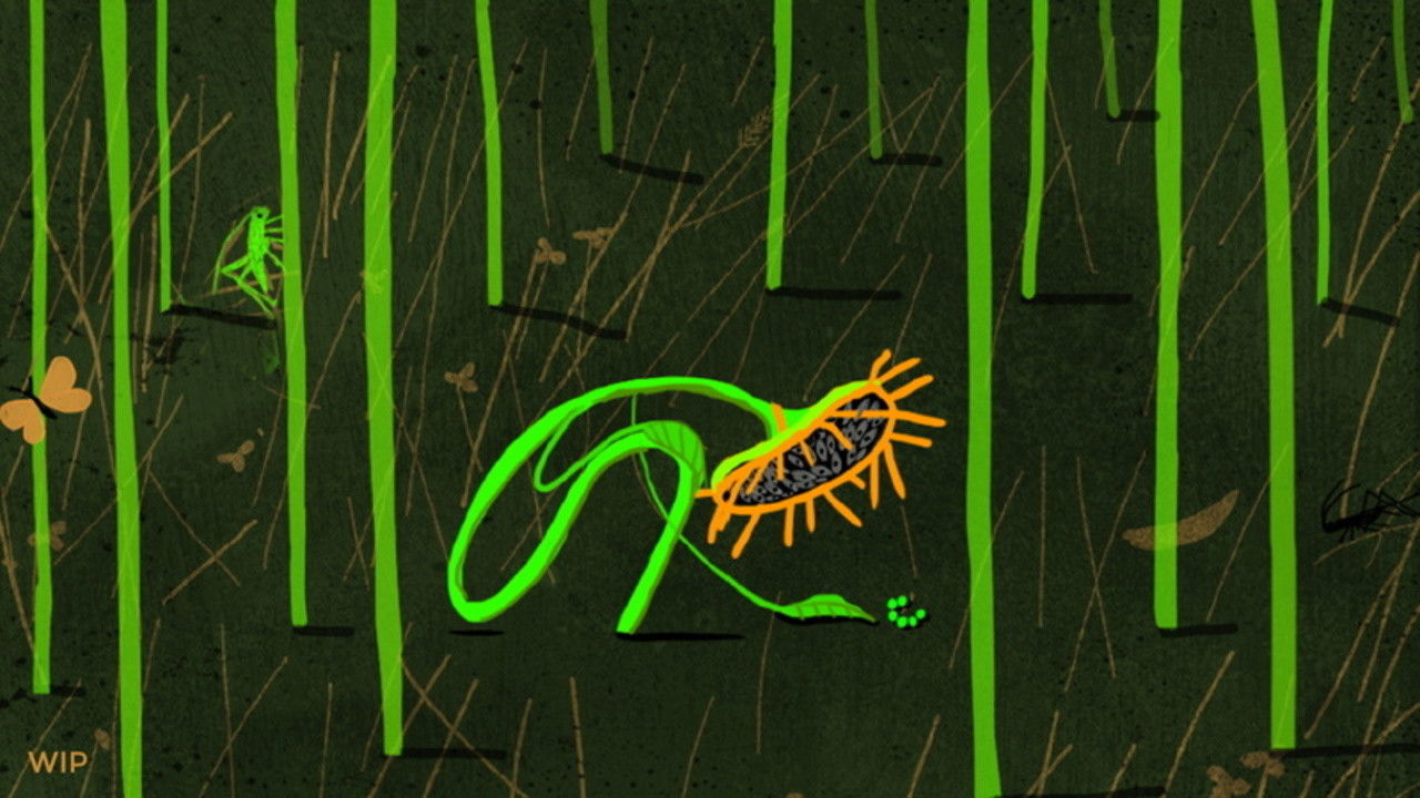 Backdrop for Sunflower