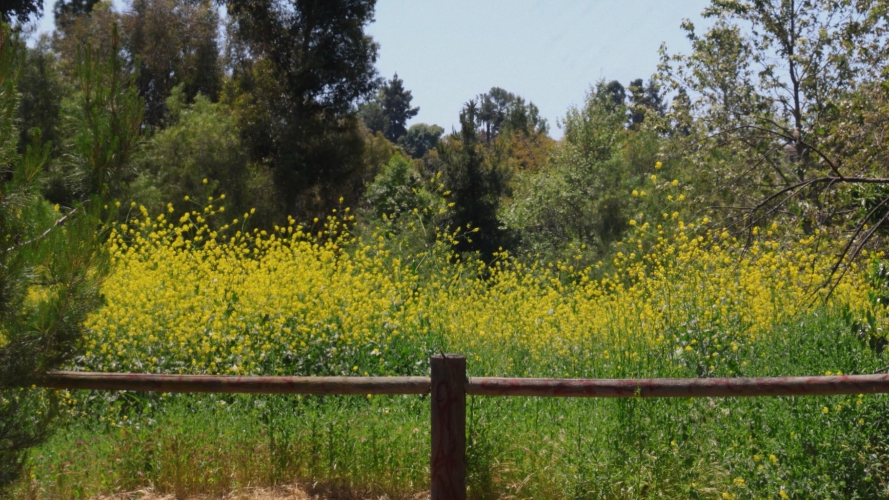 Backdrop for I Wandered Lonely as a Cloud