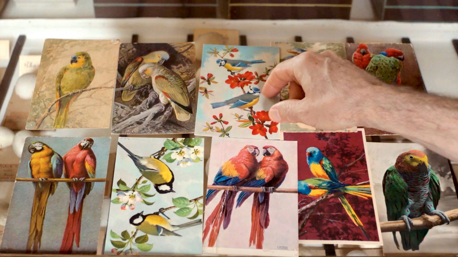 Backdrop for Language of Birds