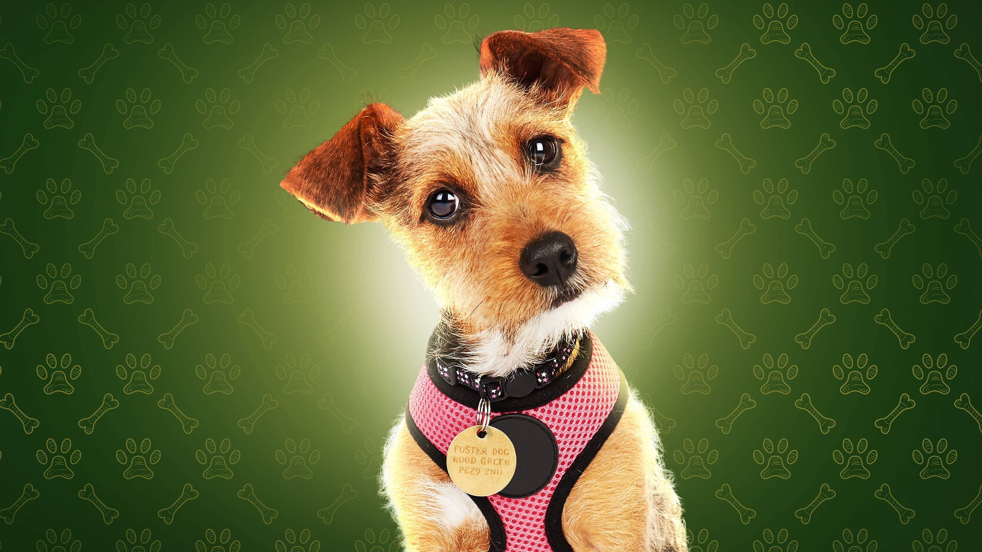 Backdrop for The Dog House