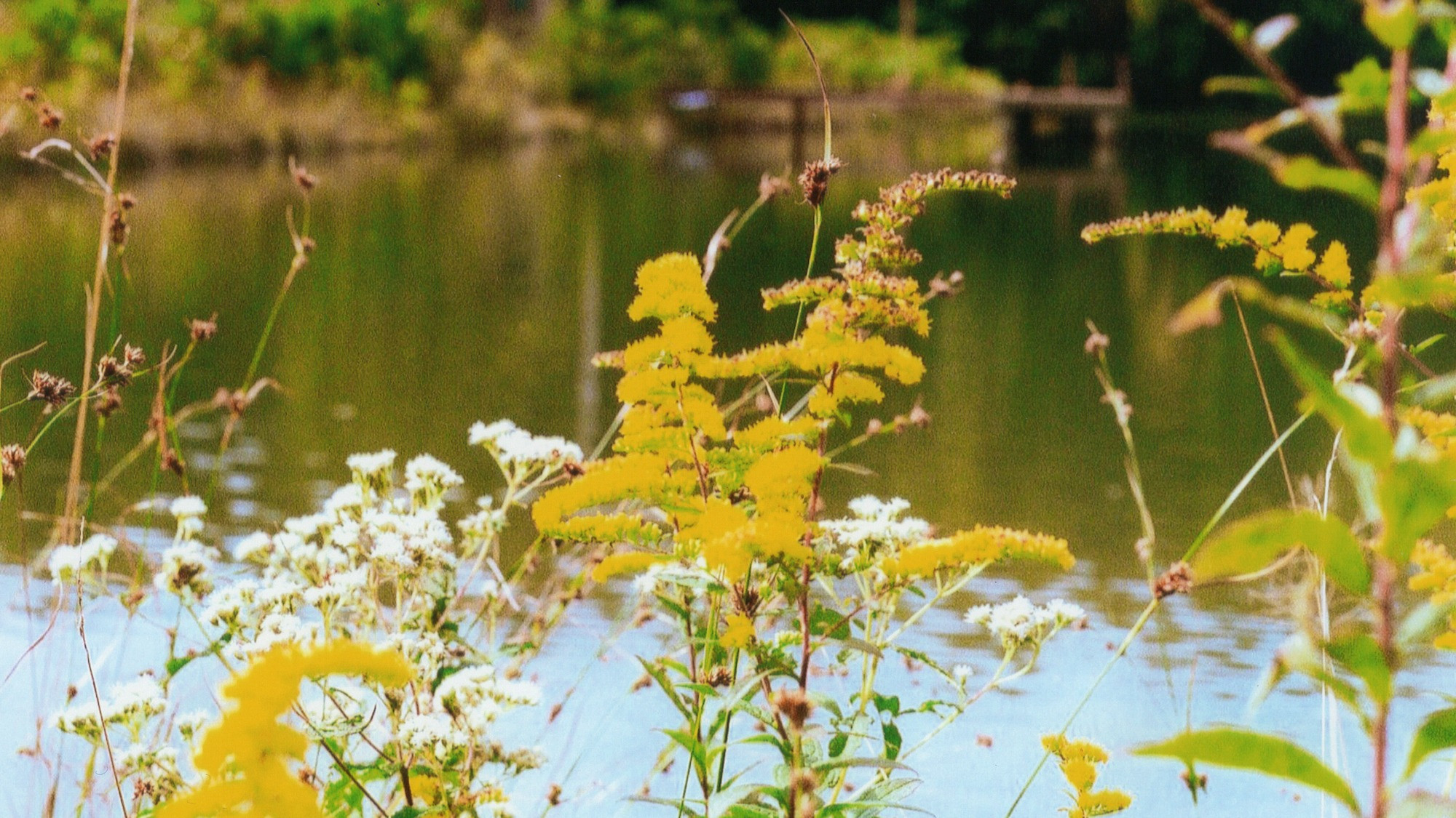 Backdrop for Gaming Hearts