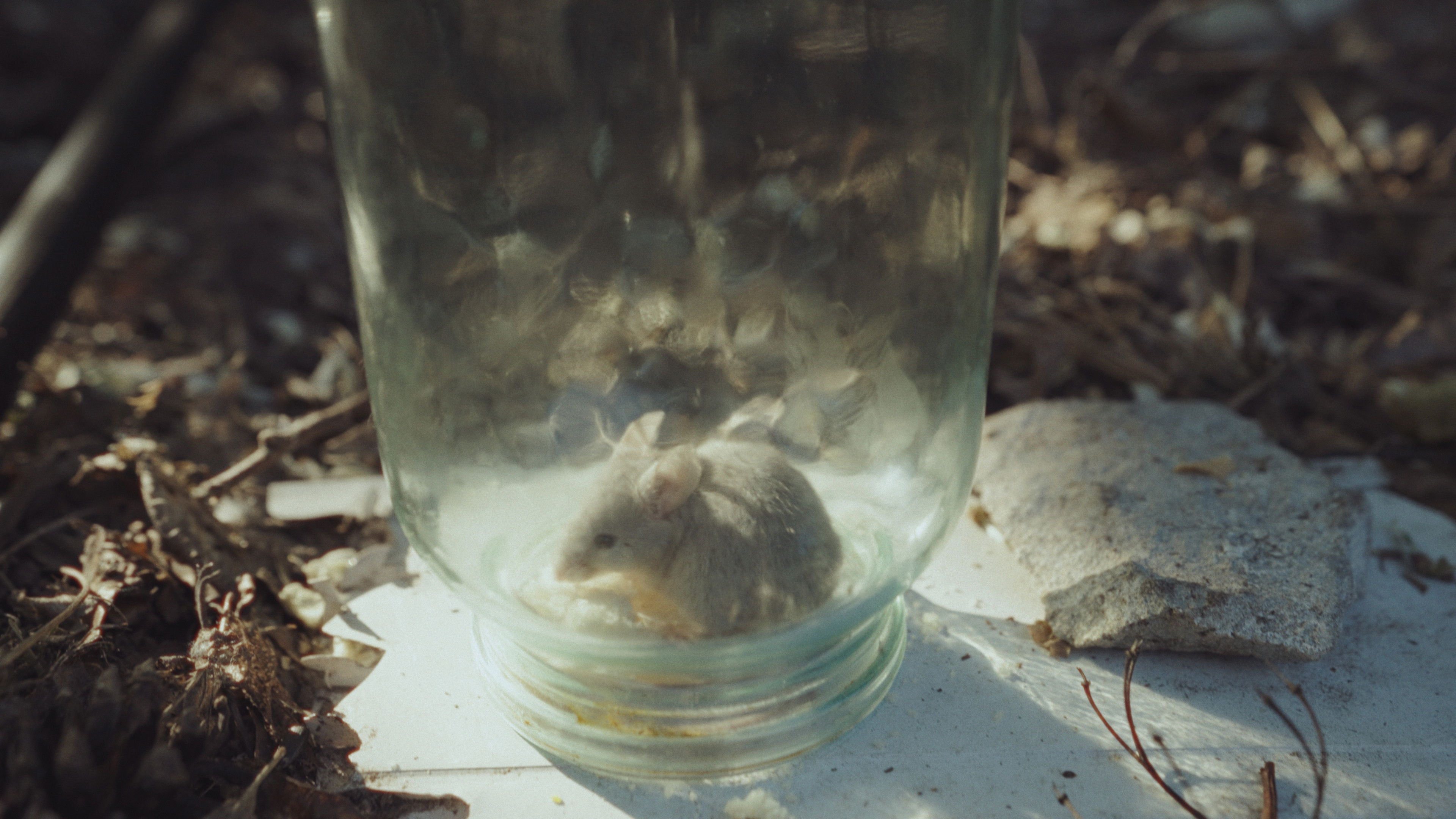 Backdrop for Oh Brave New Home