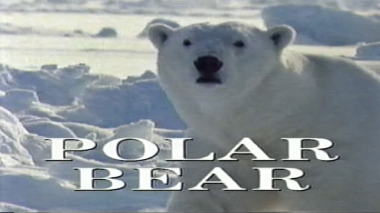 Backdrop for Predators of the Wild: Polar Bear