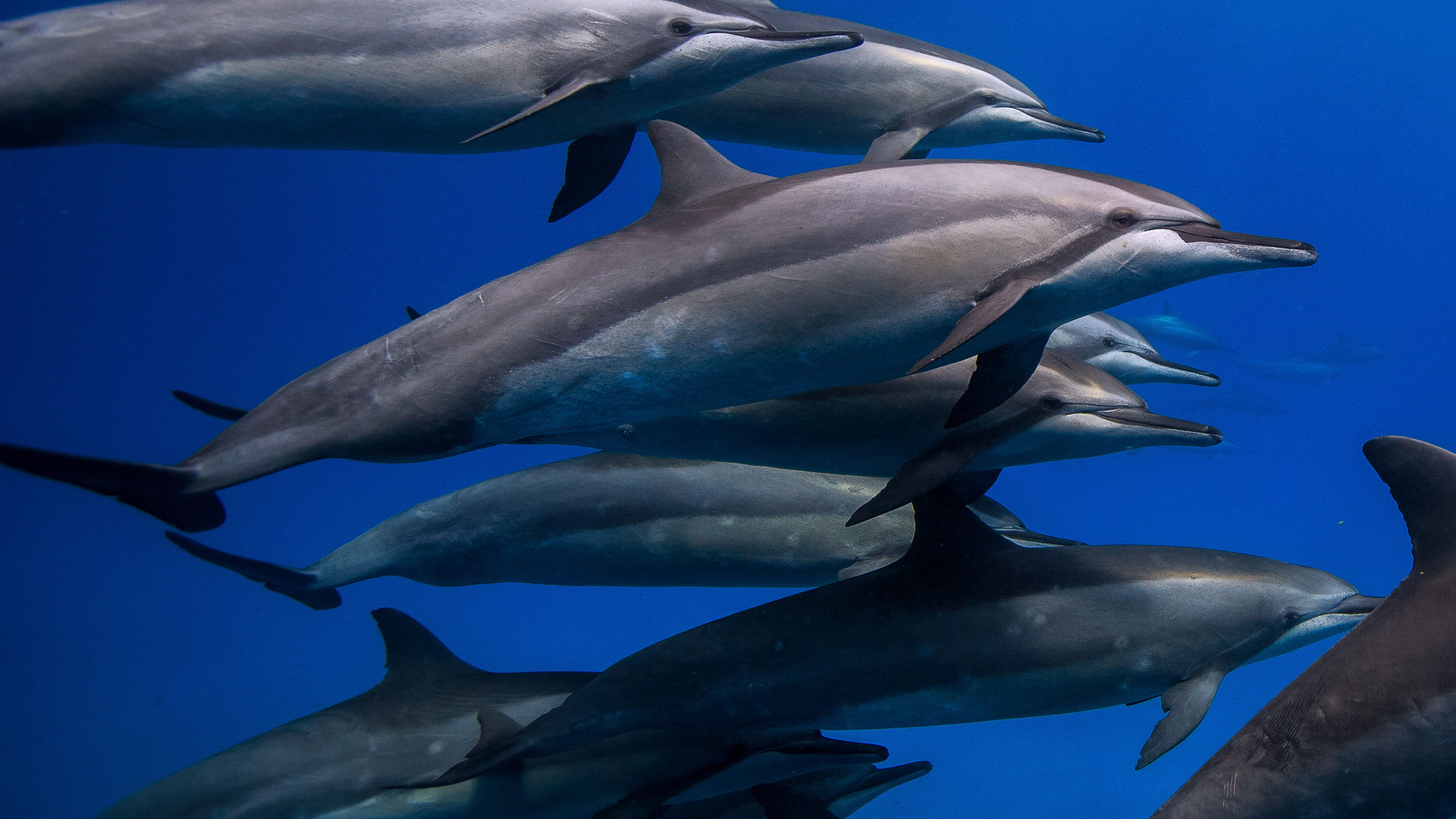 Backdrop for Blue Brazil