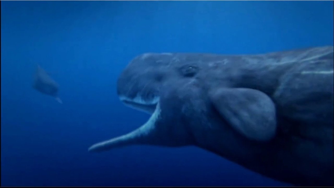 Backdrop for Ocean Odyssey