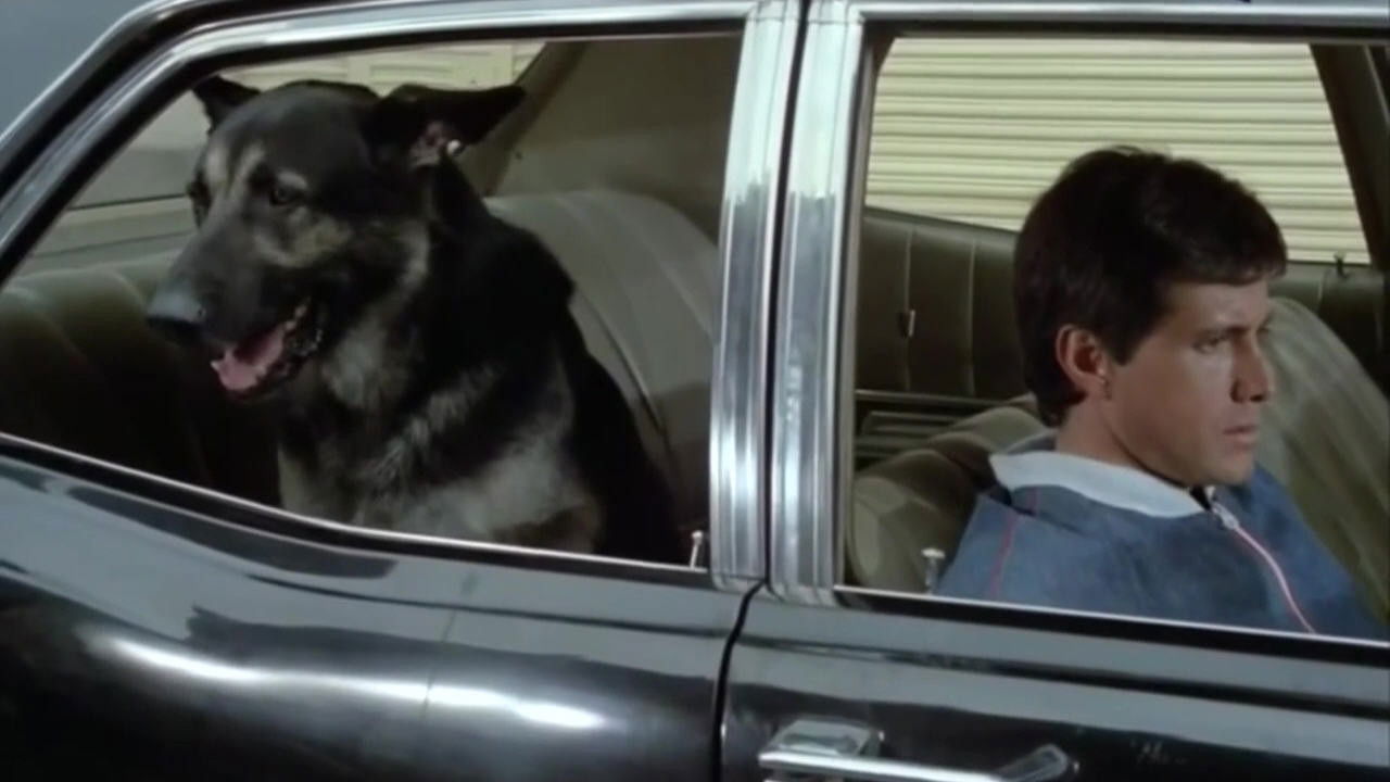 Backdrop for The Birthday of the Dog