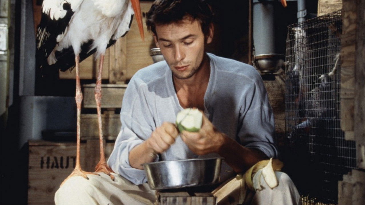 Backdrop for Comme une bête