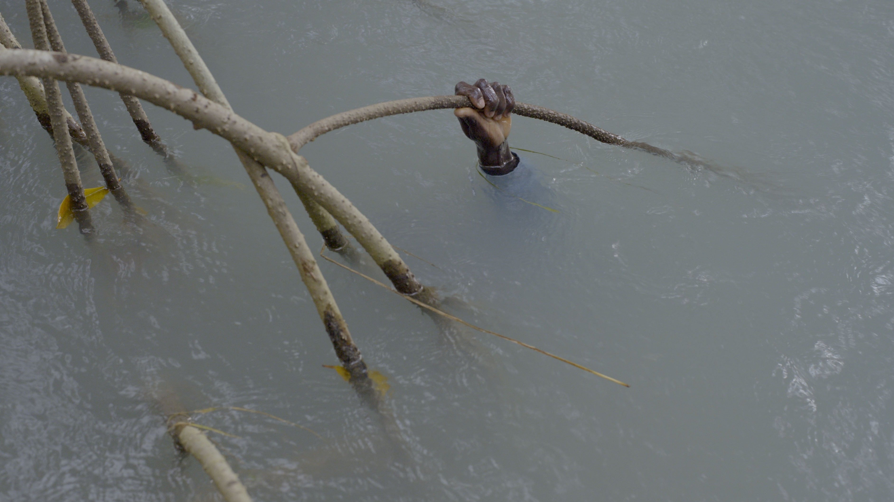 Backdrop for Mangrove School
