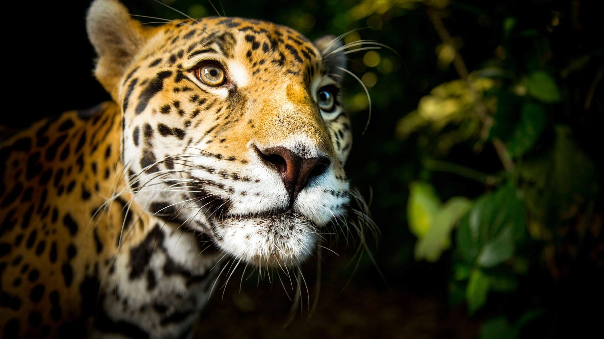 Backdrop for Big Cats