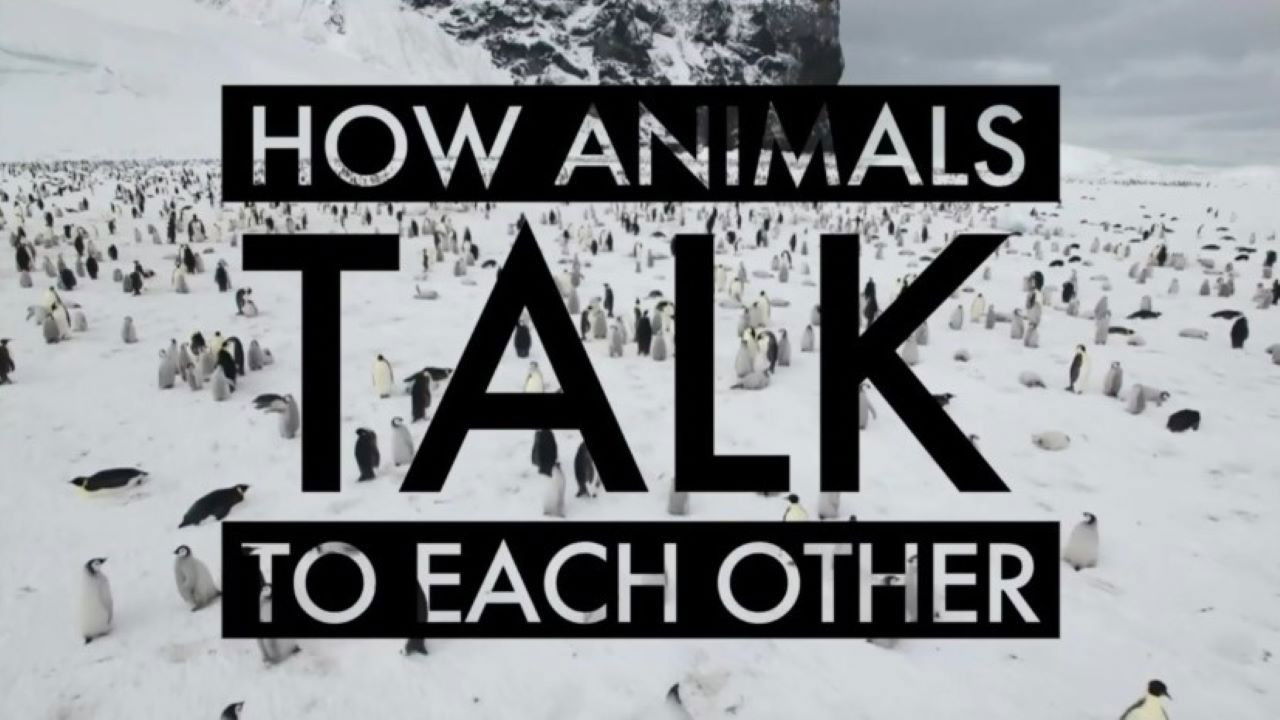 Backdrop for How Animals Talk To Each Other