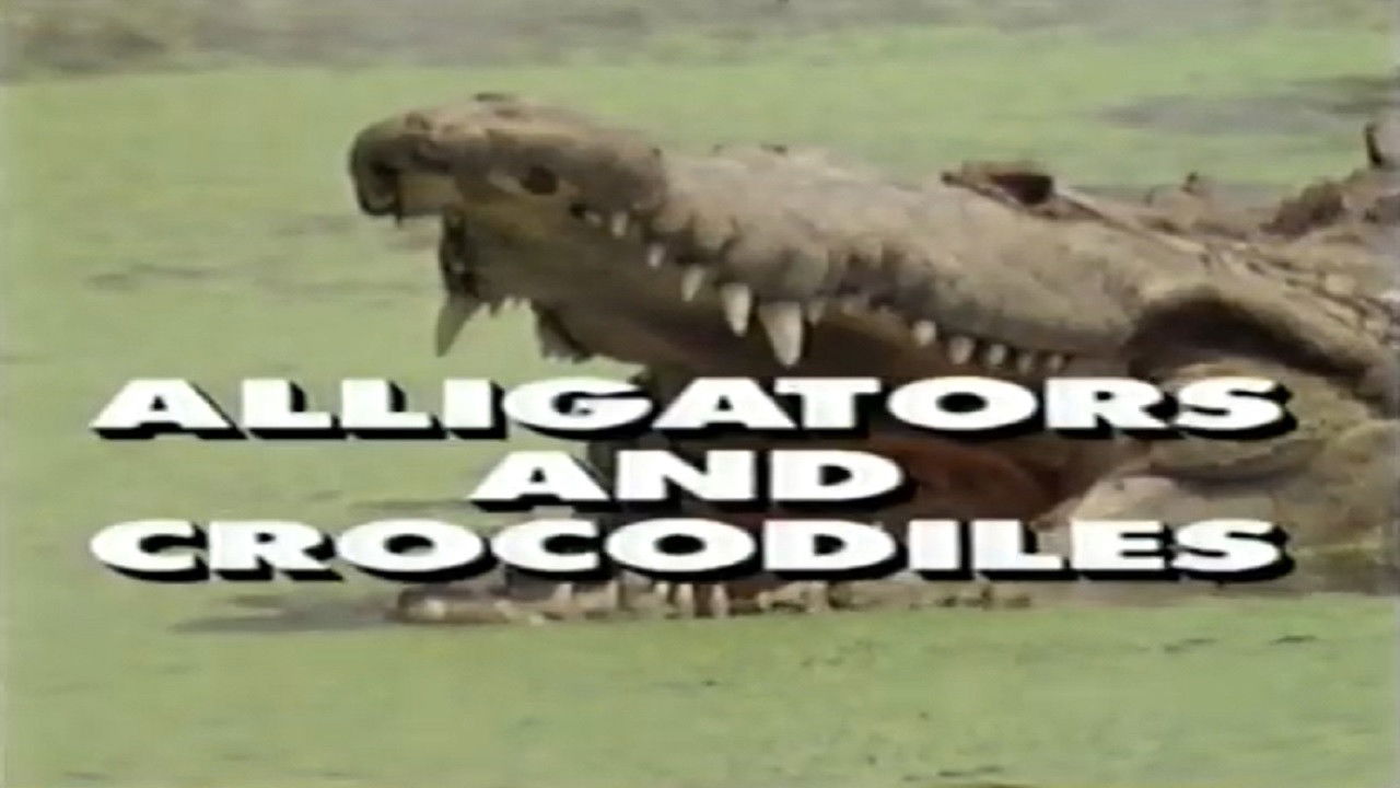Backdrop for Predators of the Wild: Crocodiles and Alligators
