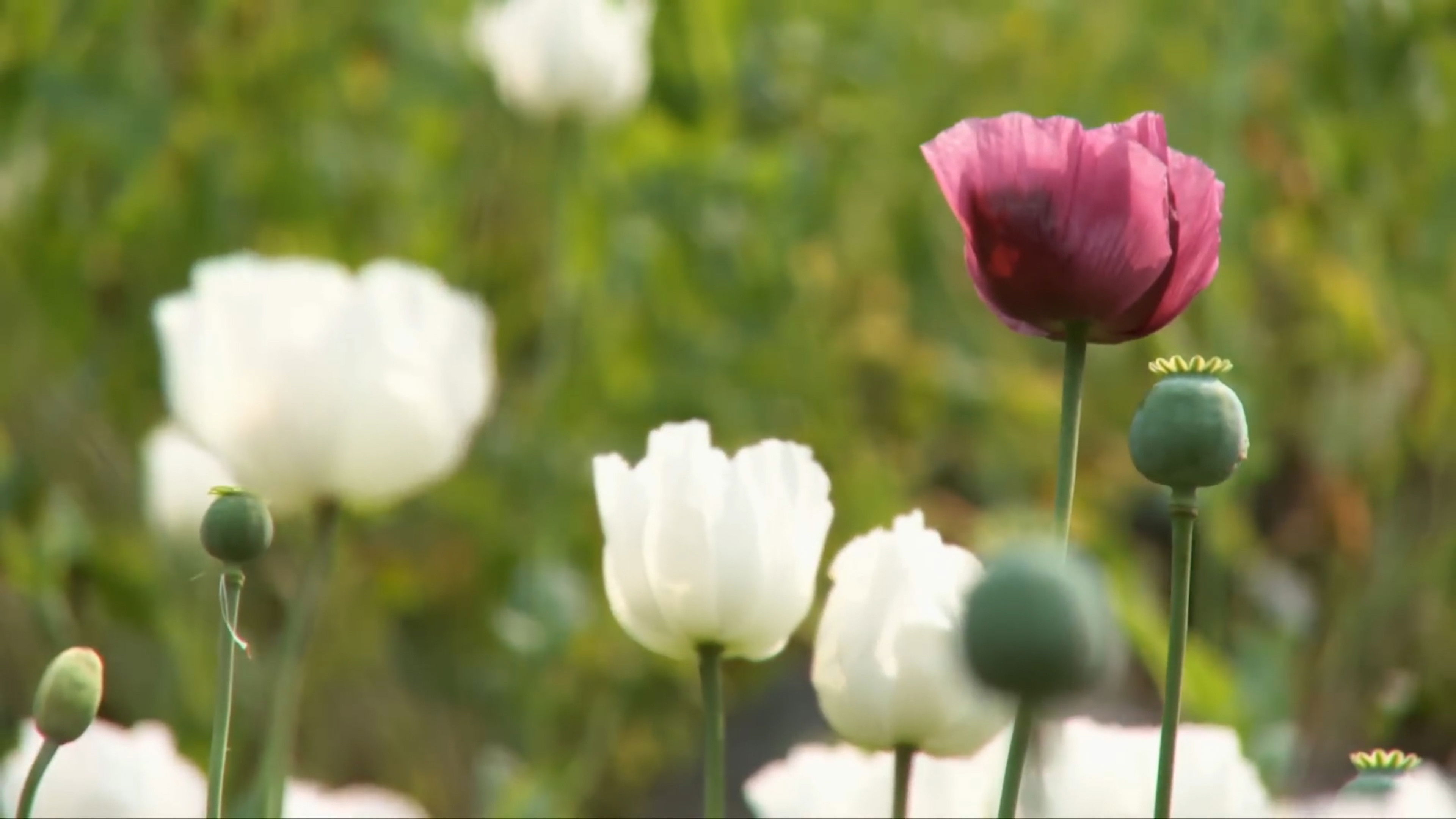 Backdrop for Raw Opium