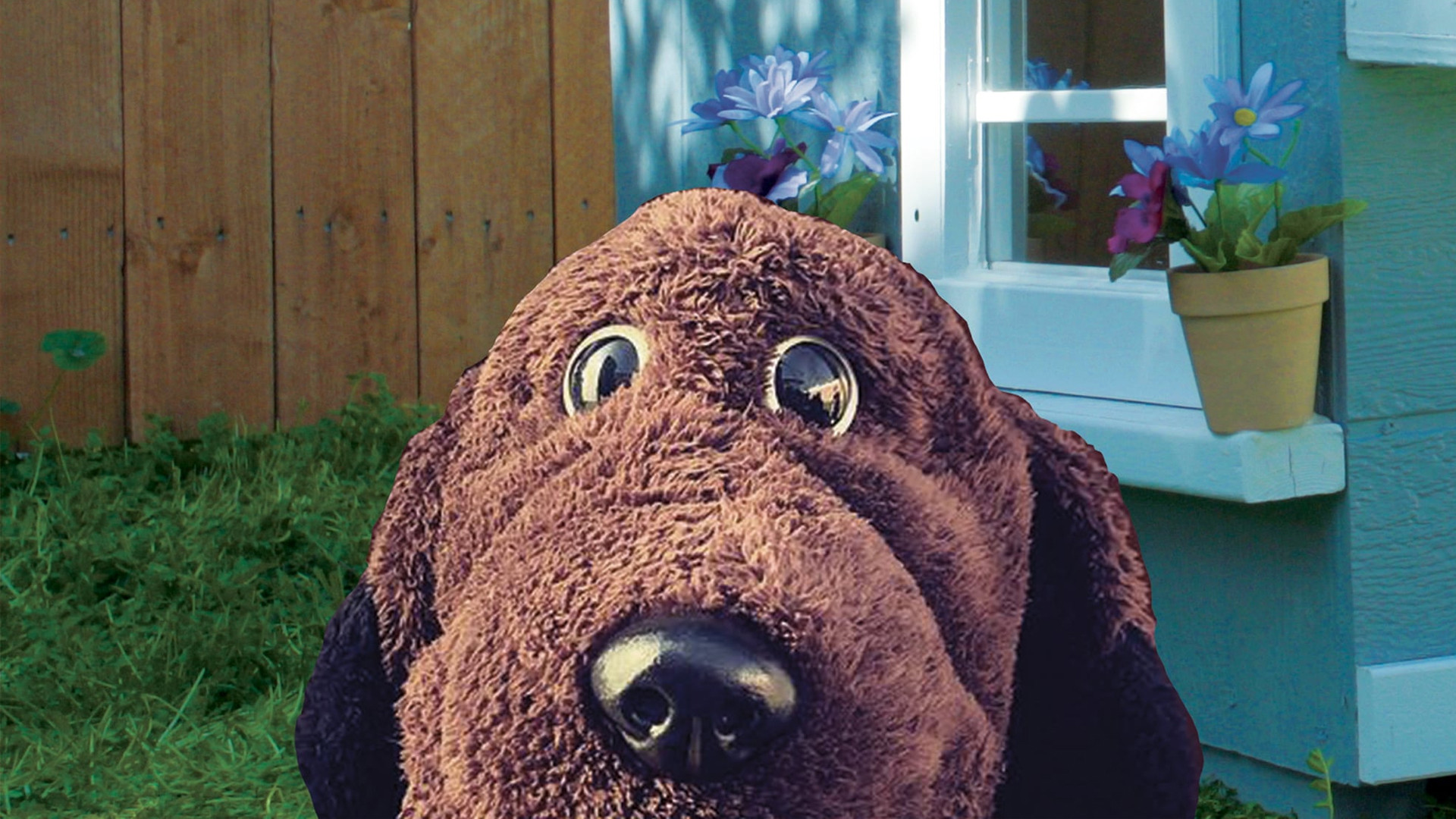 Backdrop for Allan The Dog