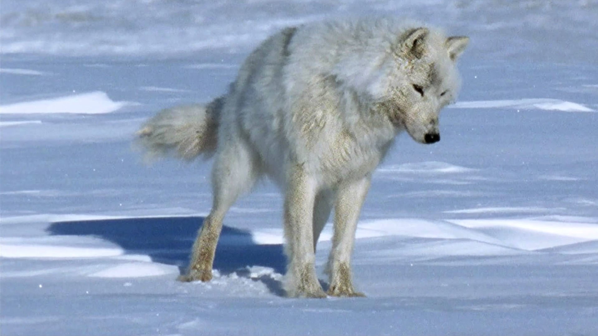 Backdrop for The White Planet