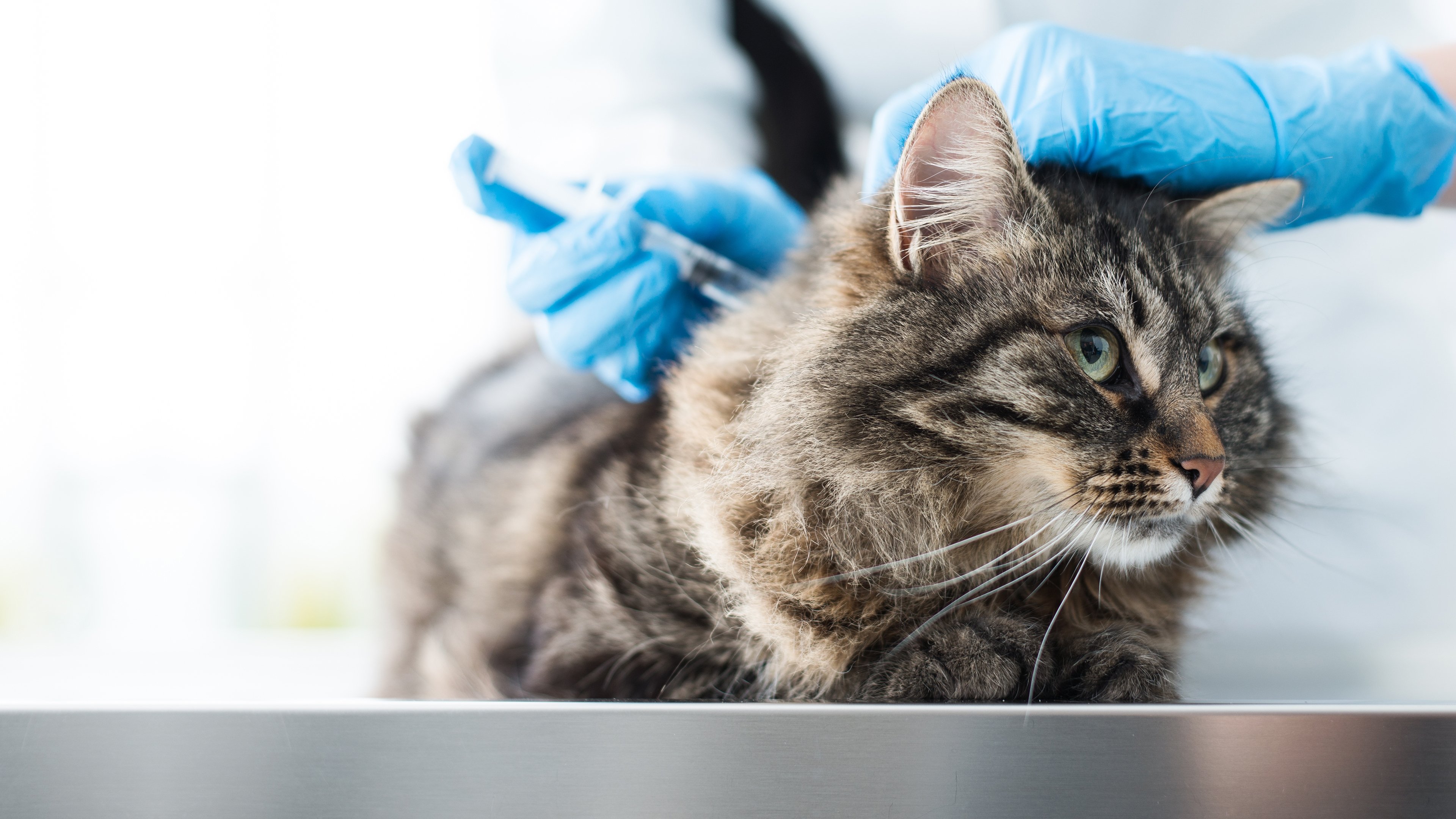 Backdrop for Animal ER