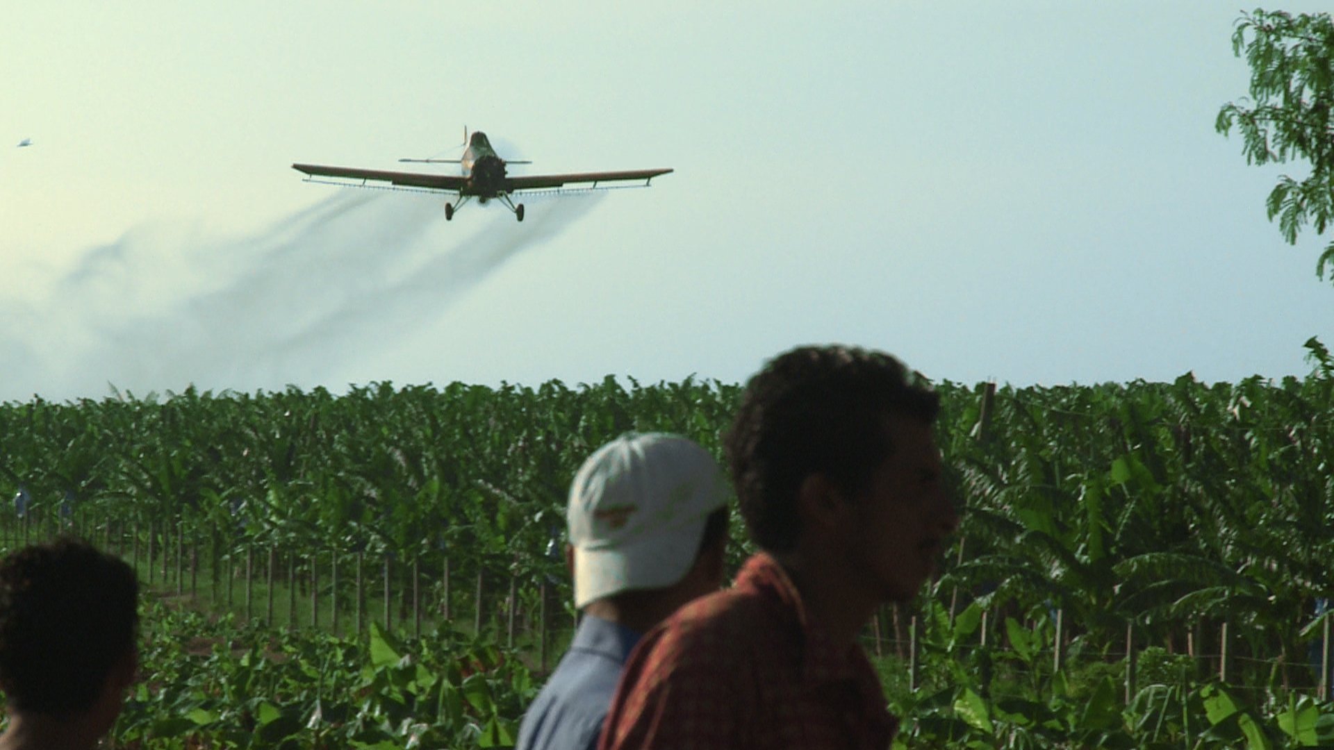 Backdrop for Bananas!*