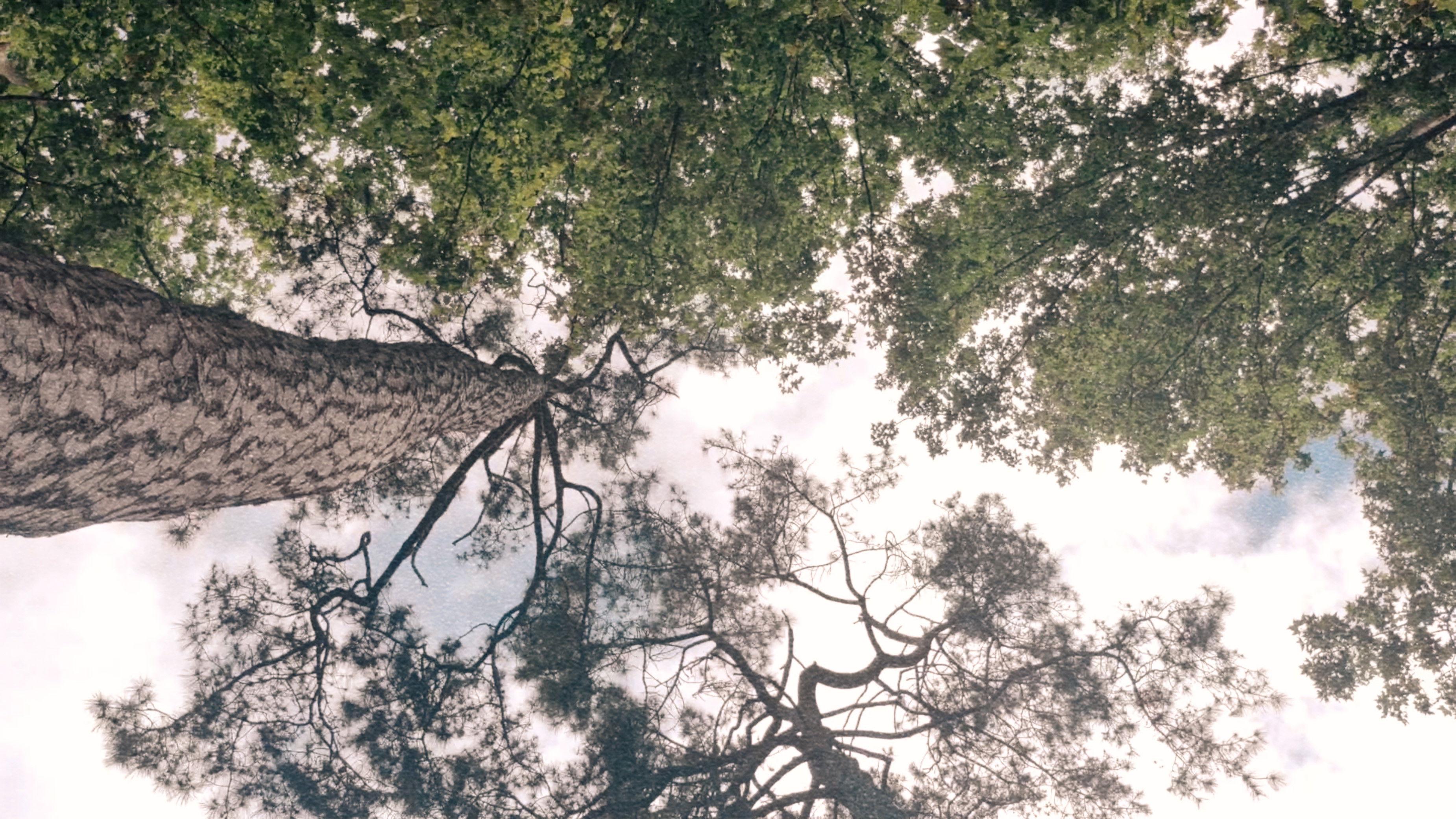 Backdrop for cuando muera tendré un cubo de tierra junto a mi cama