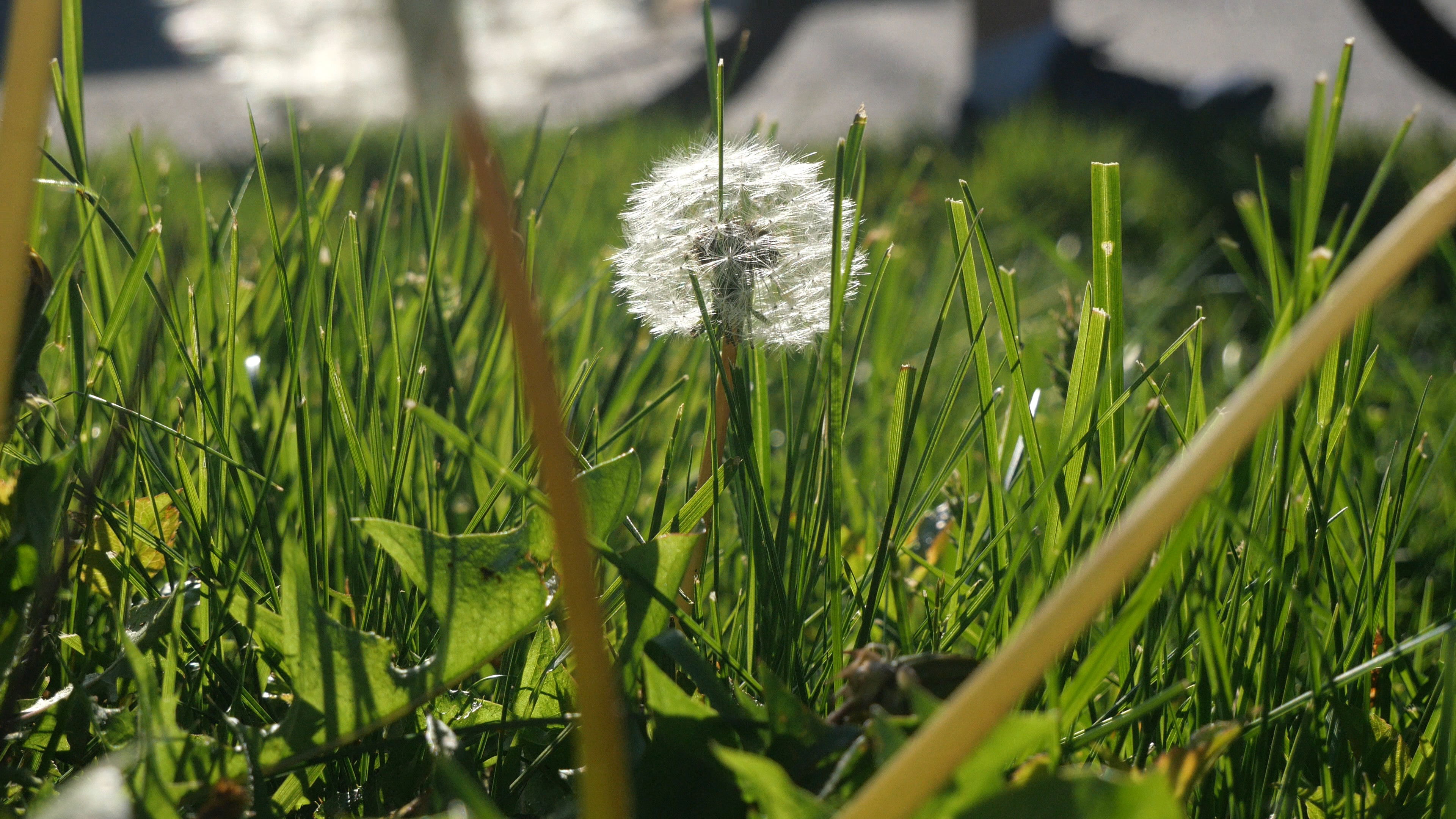 Backdrop for The Beauty Of Summer Like Weather