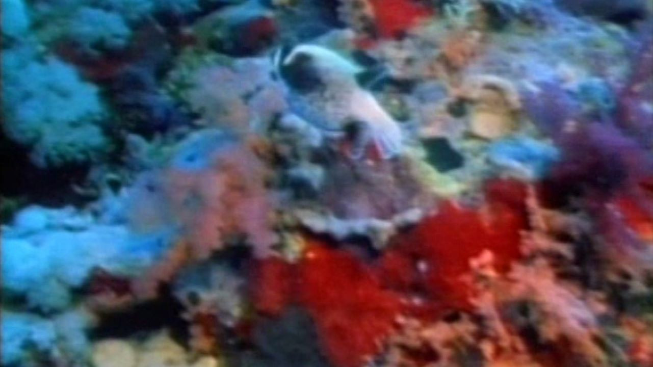 Backdrop for The Living Sea