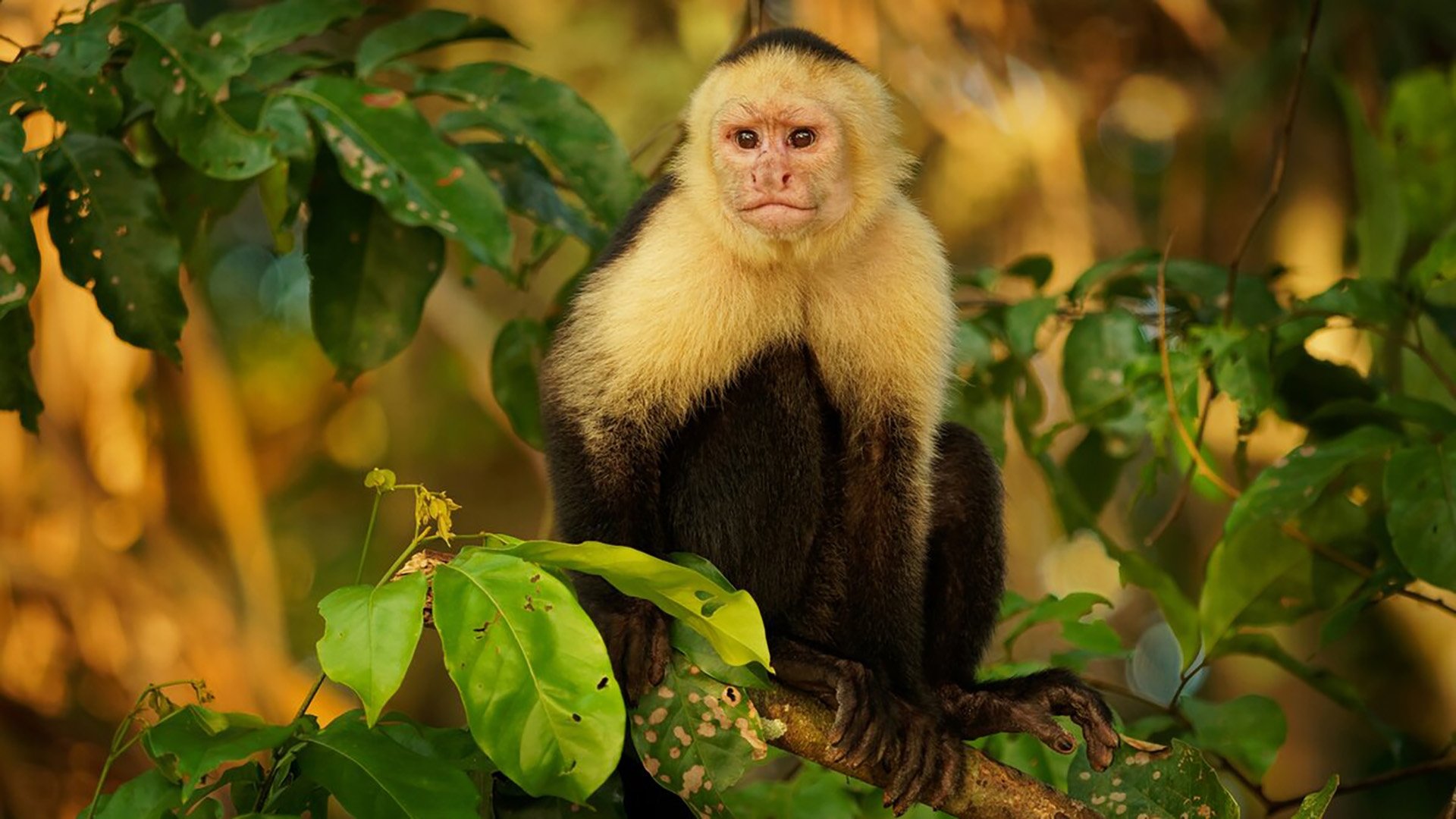 Backdrop for Nicobar Islands: A Monkey's Long Tale