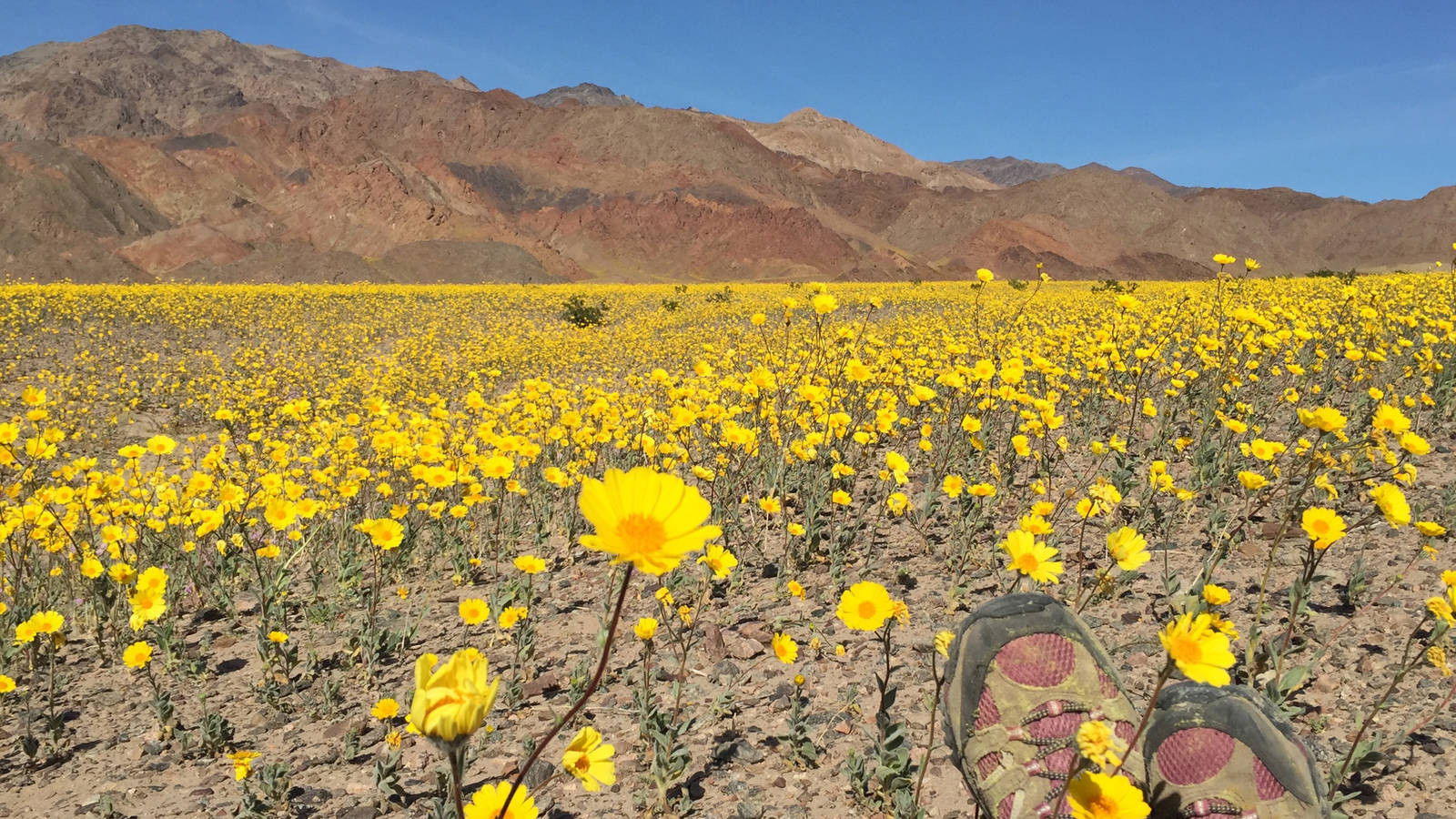 Backdrop for National Parks Exploration Series: Death Valley