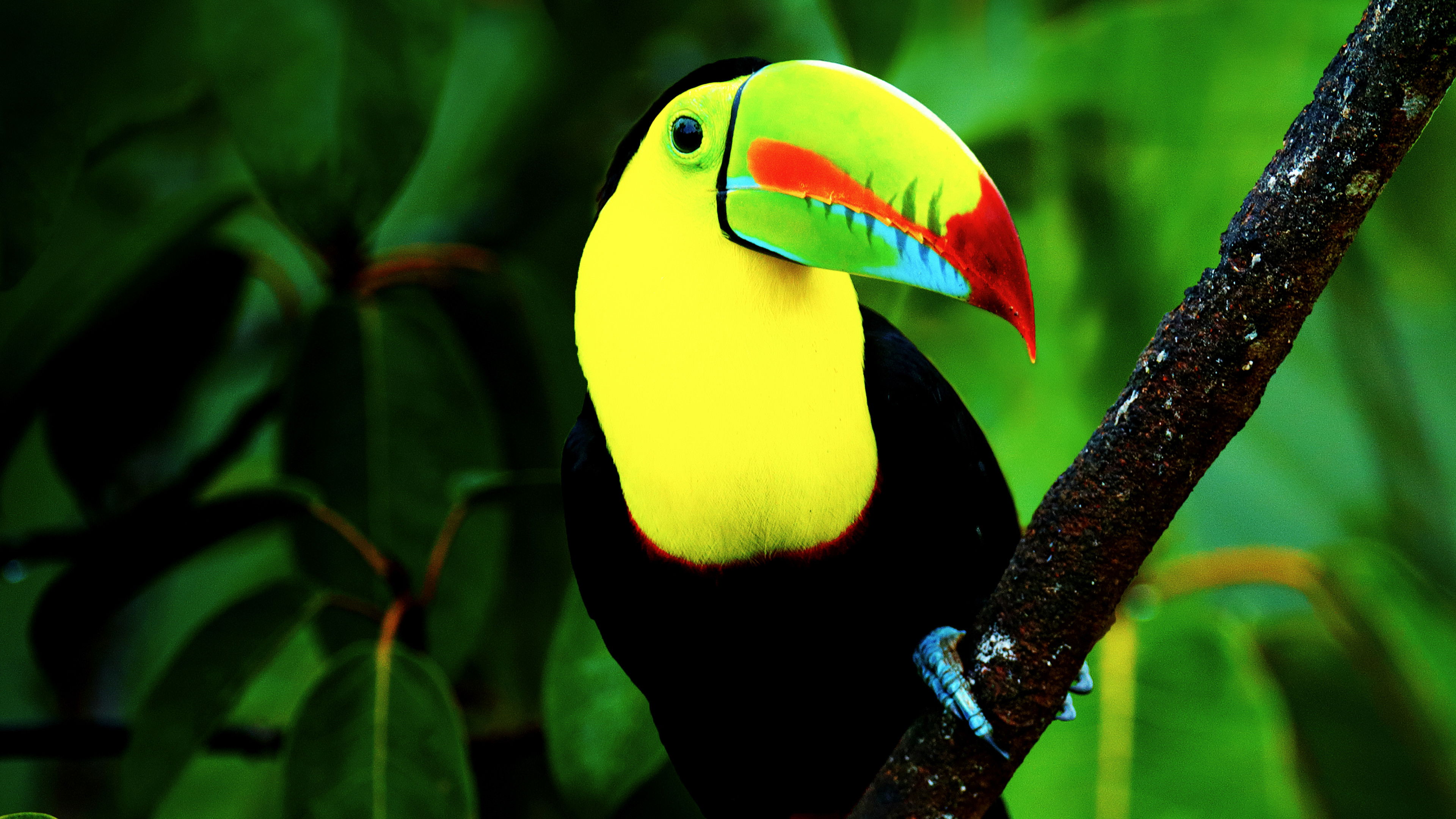 Backdrop for Untamed Costa Rica with Filipe DeAndrade