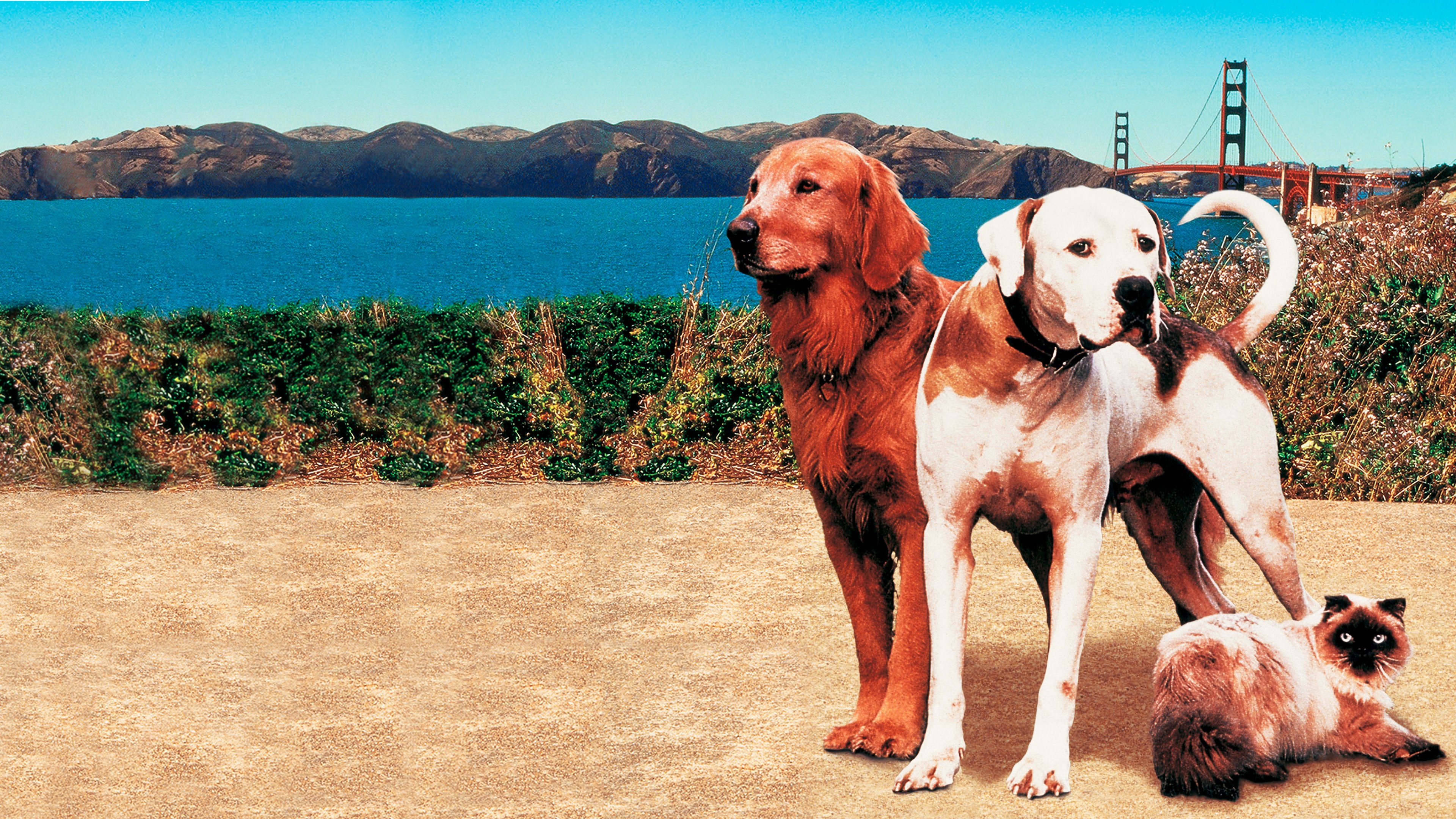 Backdrop for Homeward Bound II: Lost in San Francisco