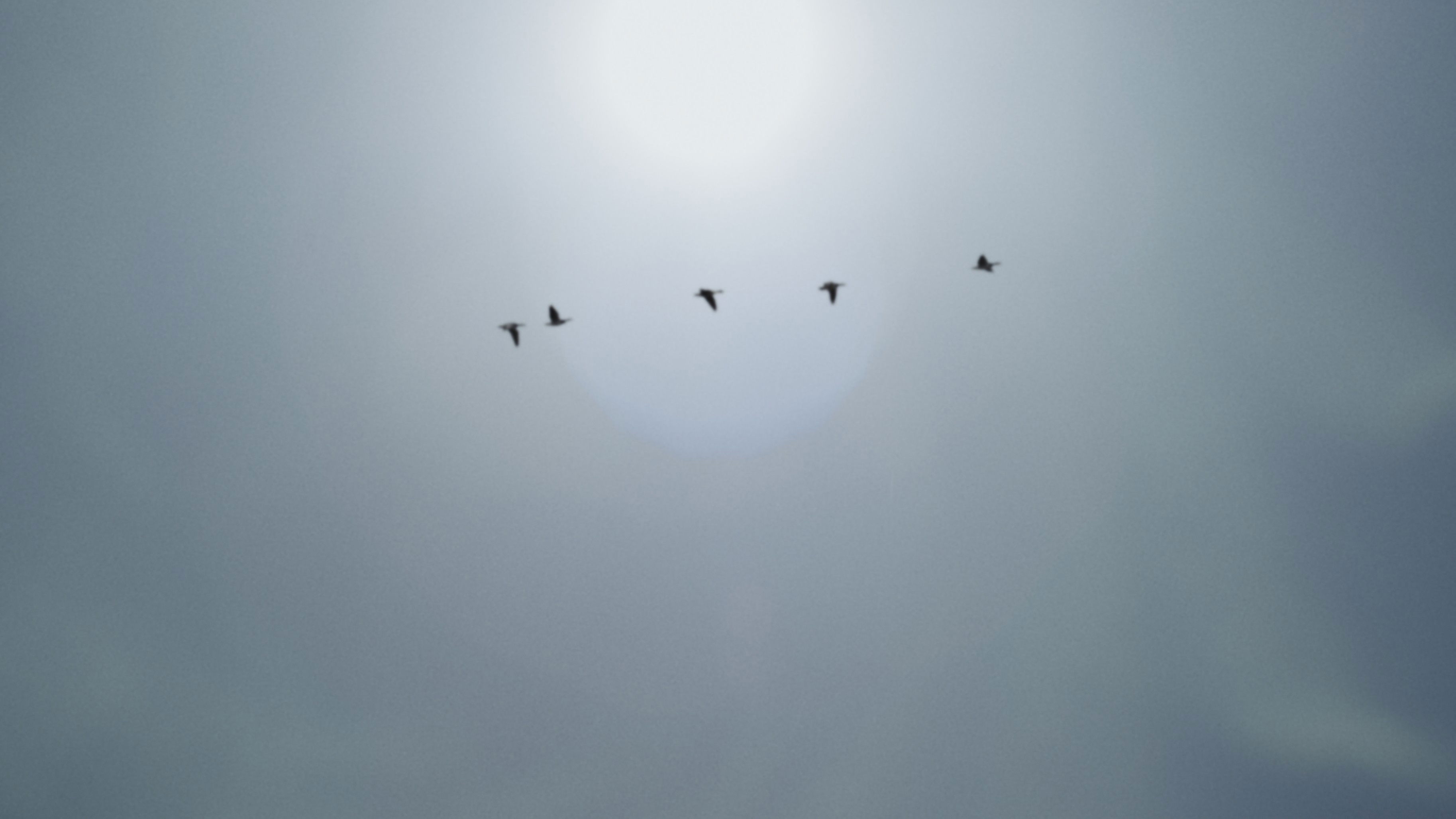 Backdrop for A Place to Hide