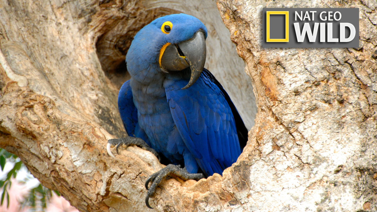 Backdrop for Wildest Latin America
