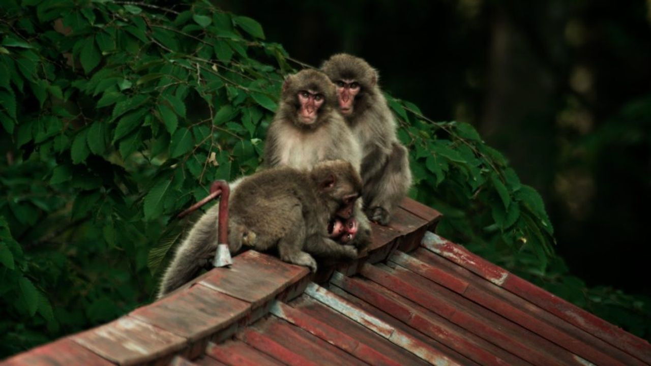 Backdrop for Wild Tokyo