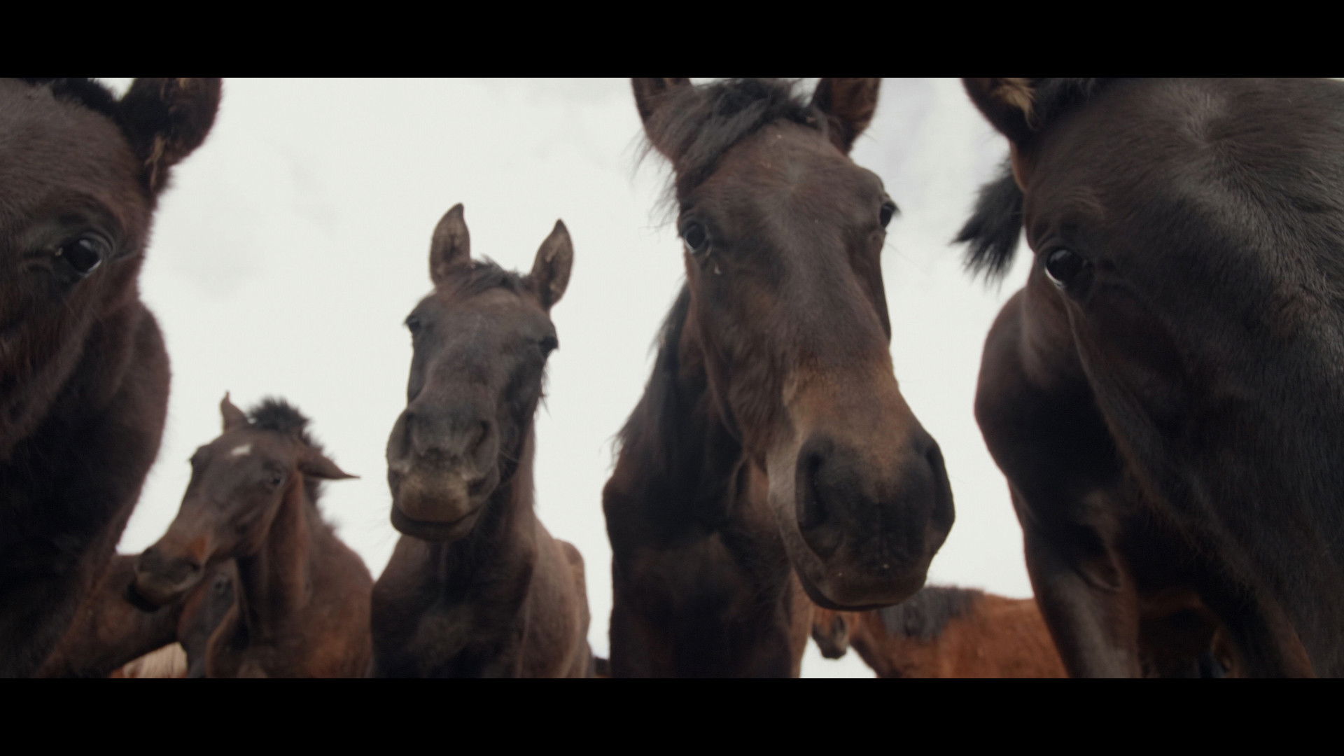 Backdrop for Wings of Kyrgyzstan