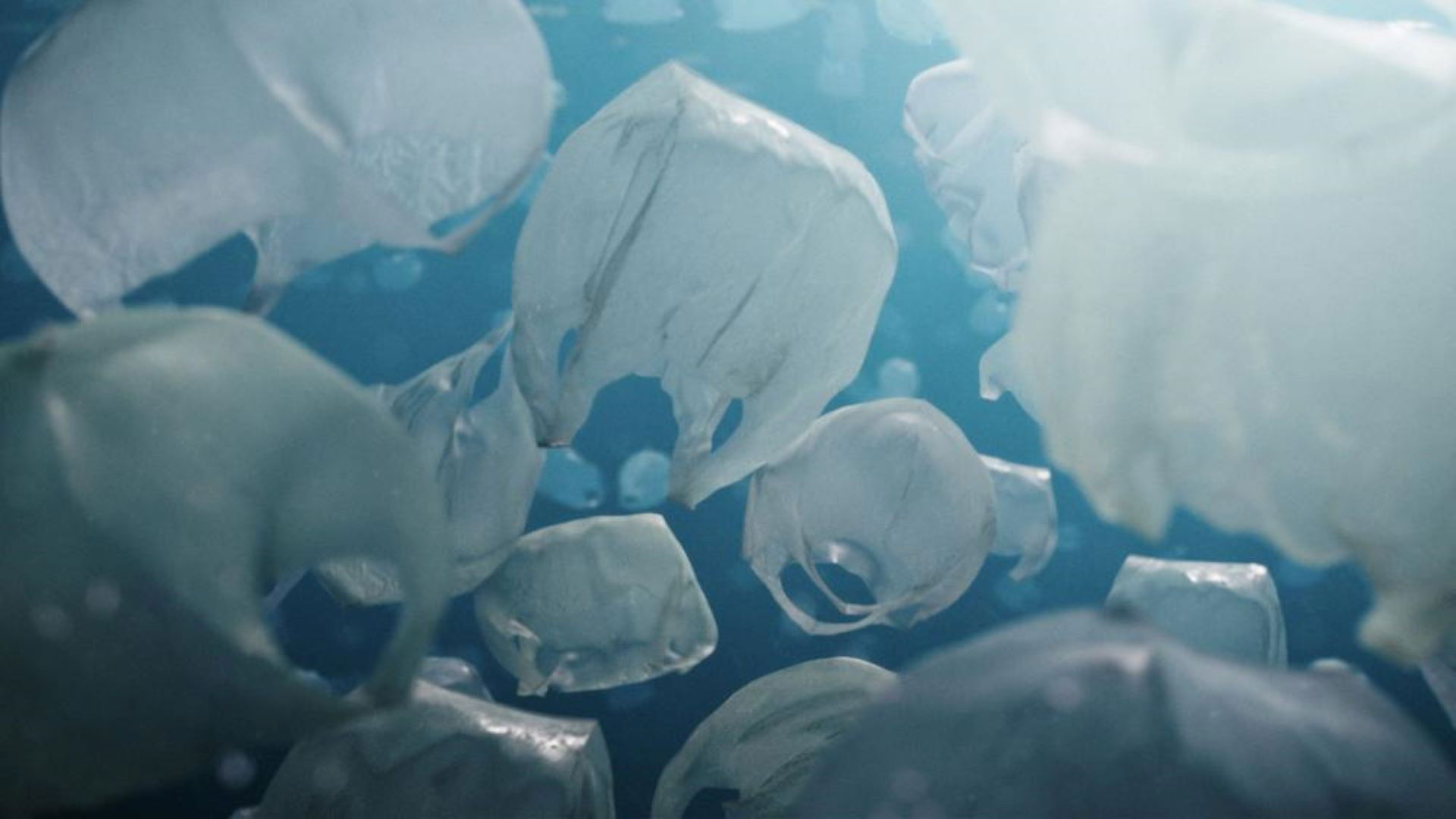 Backdrop for The Beauty