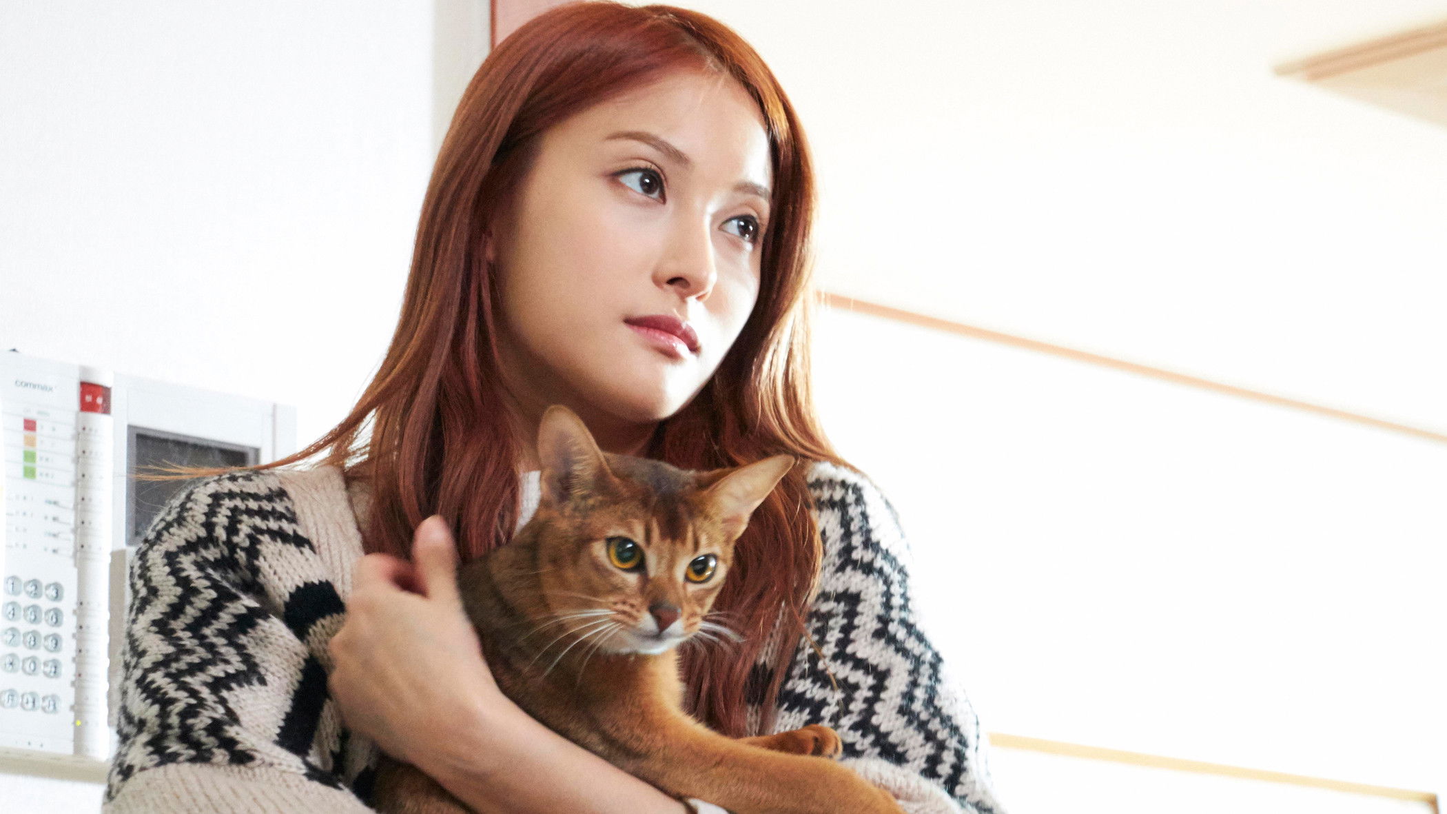 Backdrop for How to Break up with My Cat