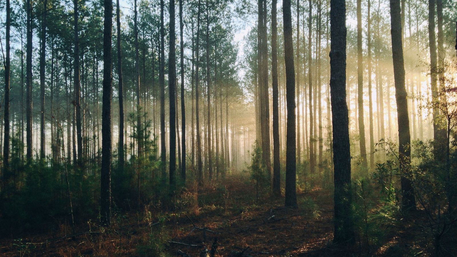 Backdrop for Purgatorio