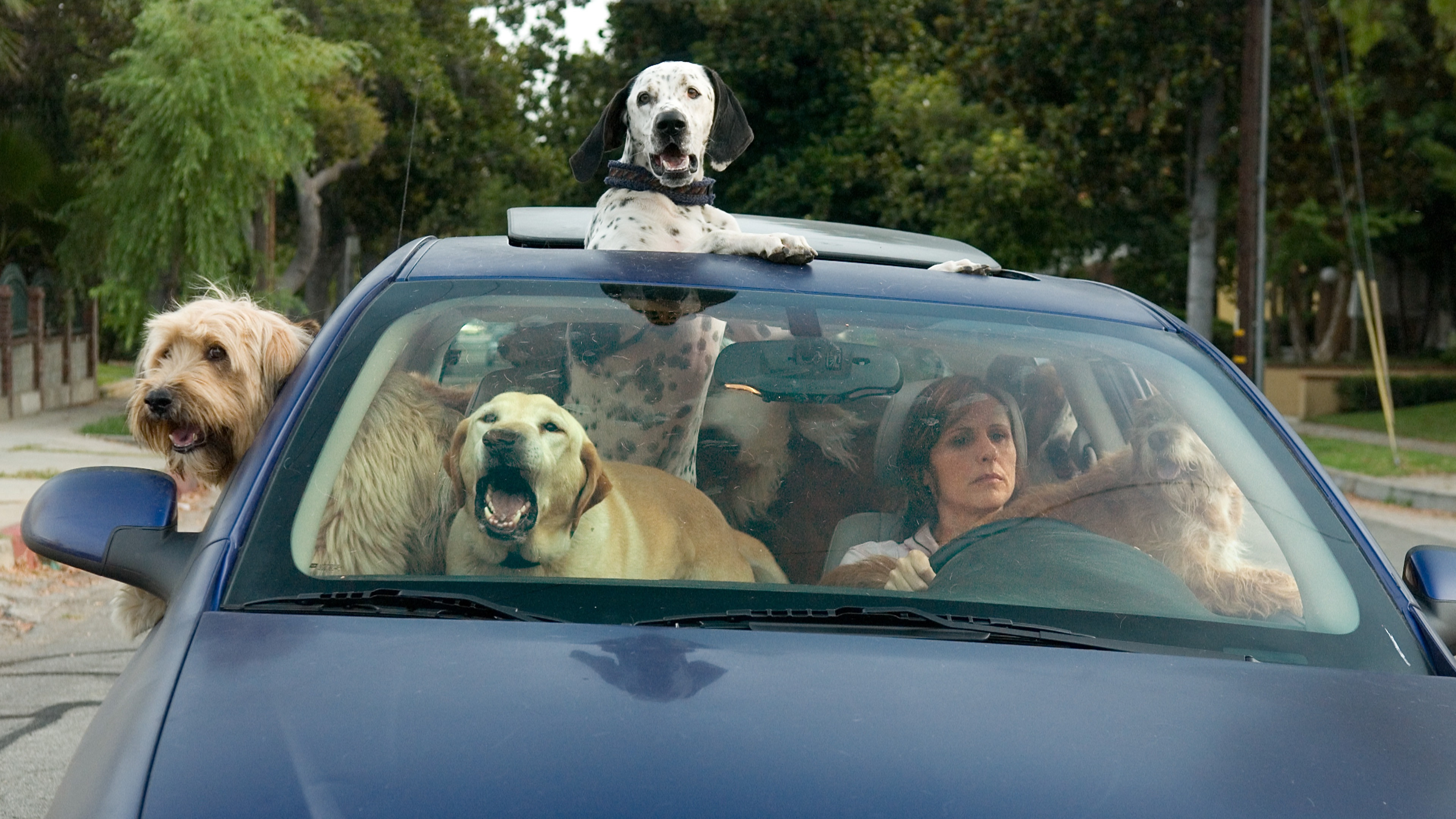 Backdrop for Year of the Dog