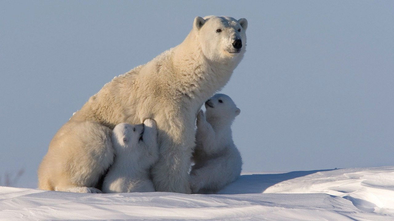 Backdrop for Bearhood