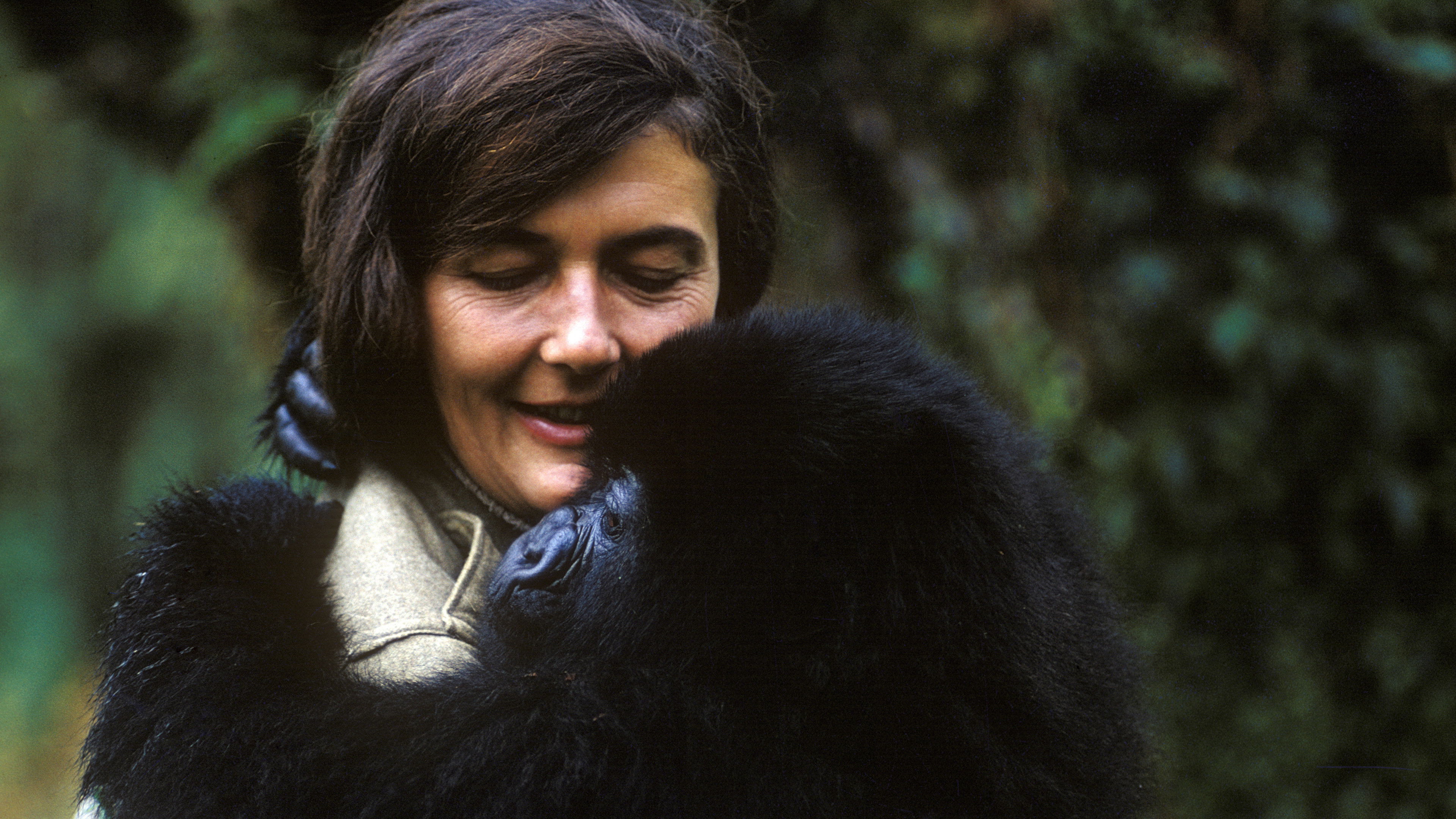 Backdrop for Dian Fossey: Secrets in the Mist
