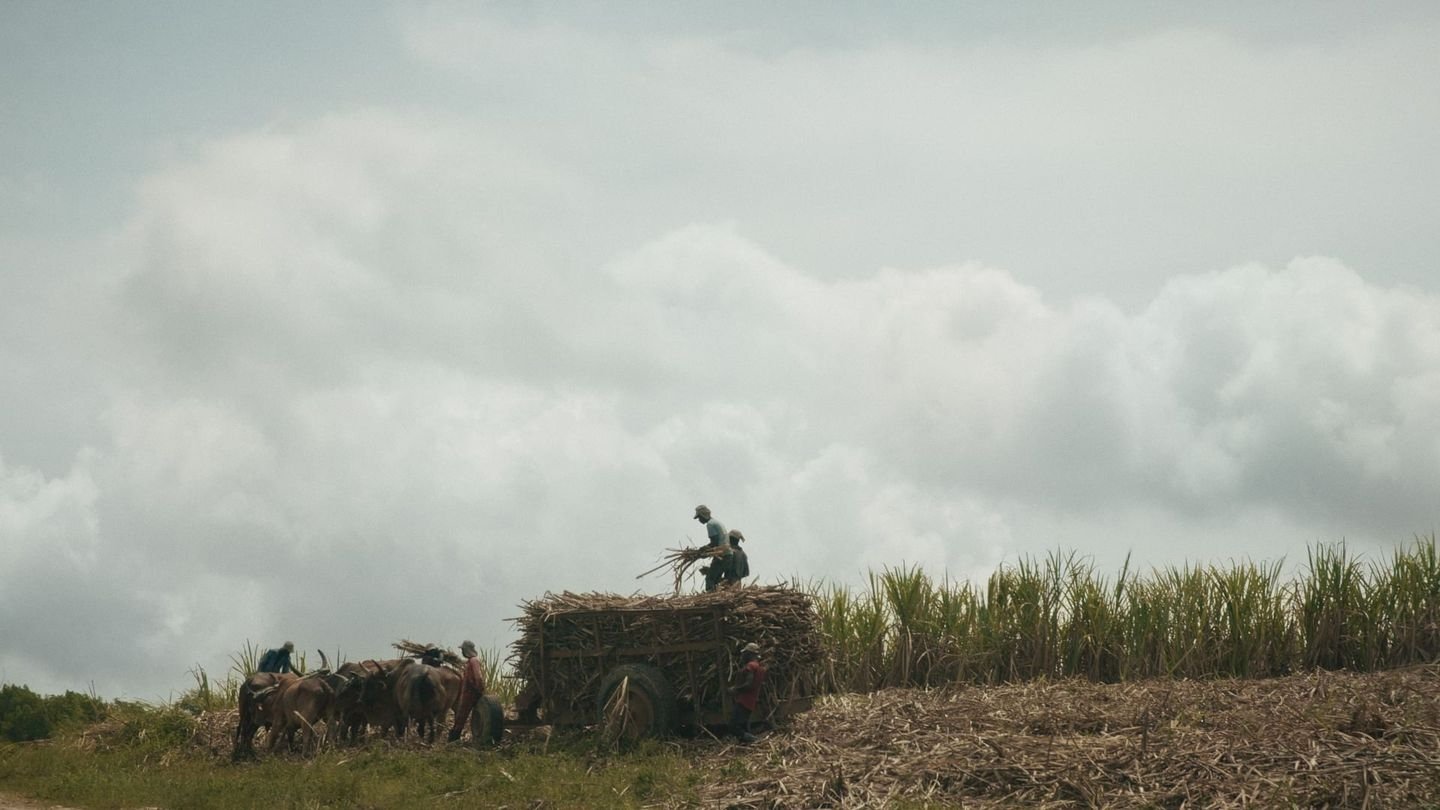 Backdrop for Le sucre, pour la douceur et pour le pire