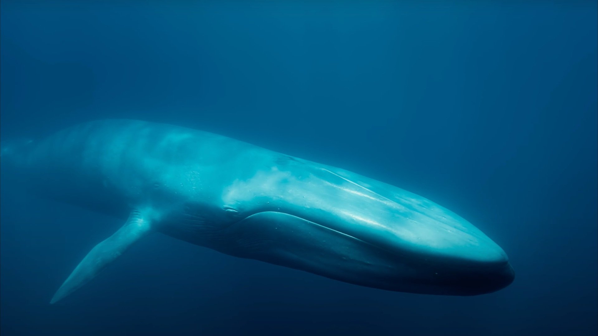 Backdrop for Blue Whales: Return of the Giants